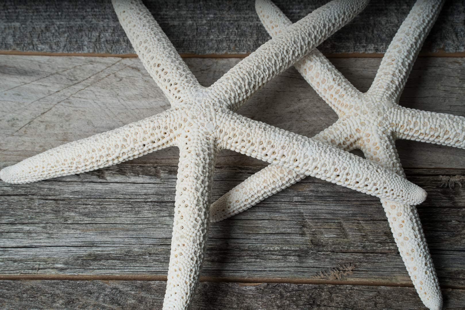 Starfish Decor - Star Fish for Craft - 2pk 4-6" White Real Sea Stars - Beach Wedding Decor - Coastal Party Decorations - Seashell Decor - Shells for Crafts - Nautical Décor
