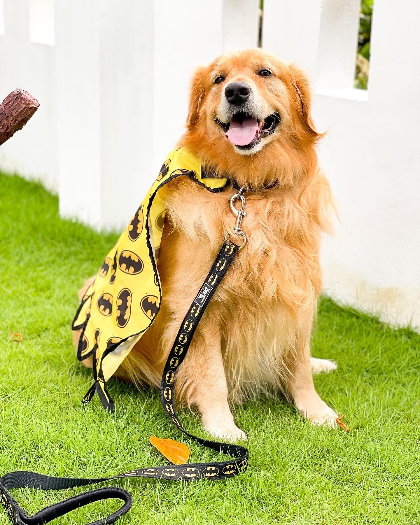 TDIT X�DC Batman Dog Capes/Costumes (XL)