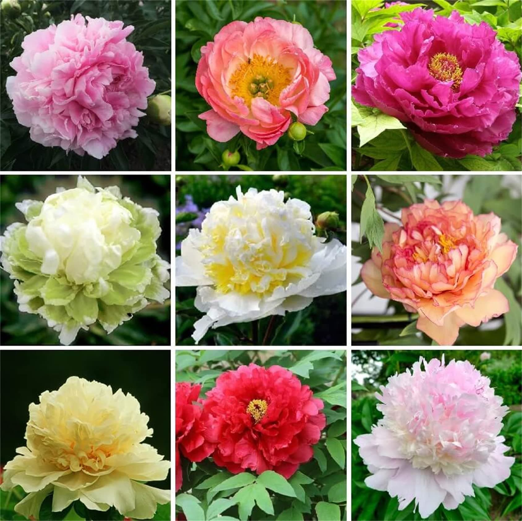 Peony Flower Seeds Mixed Colors 20+ Paeoniflorum Red Pink Flower Seeds