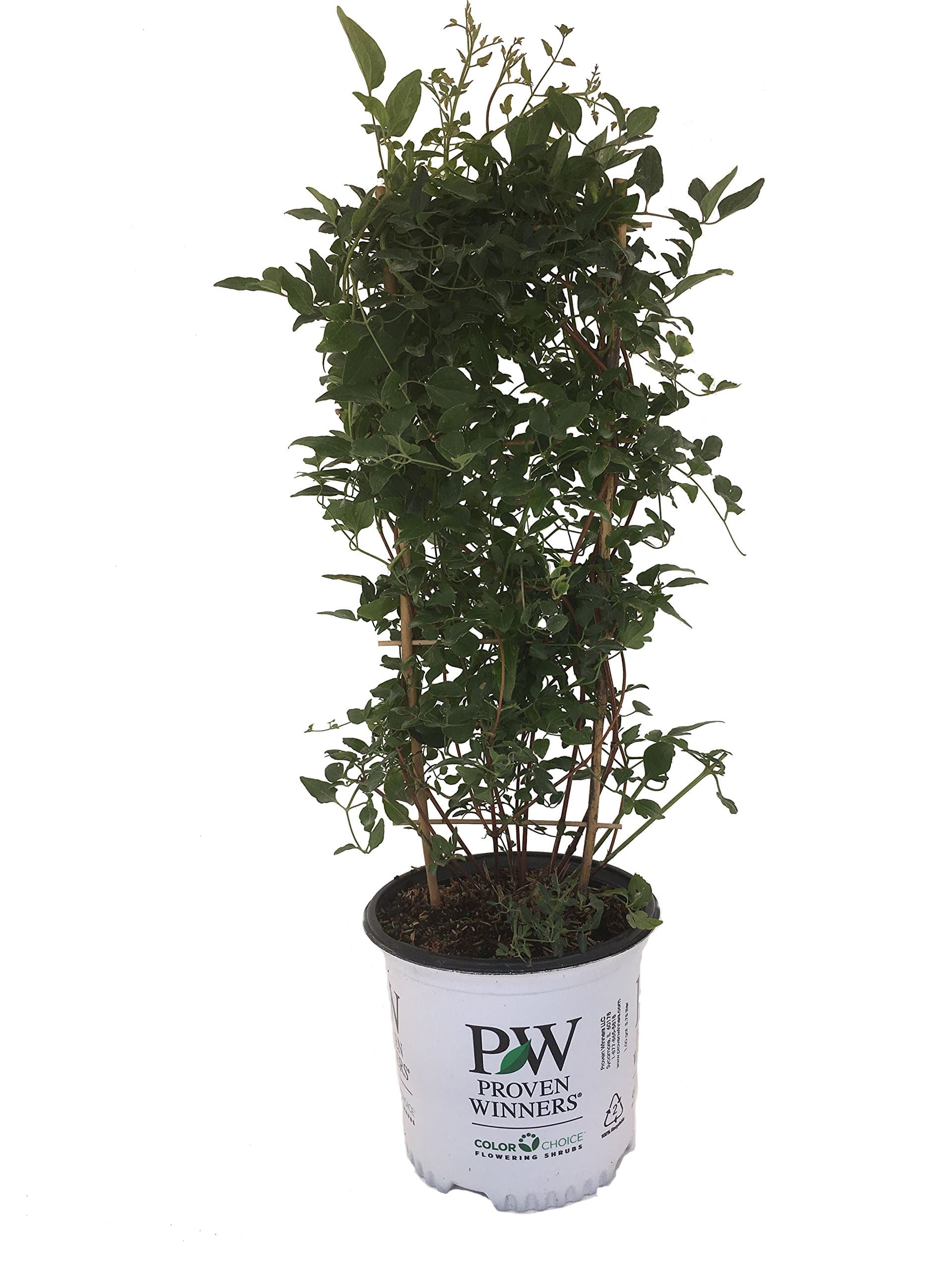 Premier Plant Solutions 19814 Sweet Summer Love Live Vine, 1 Gallon, Green and Purple