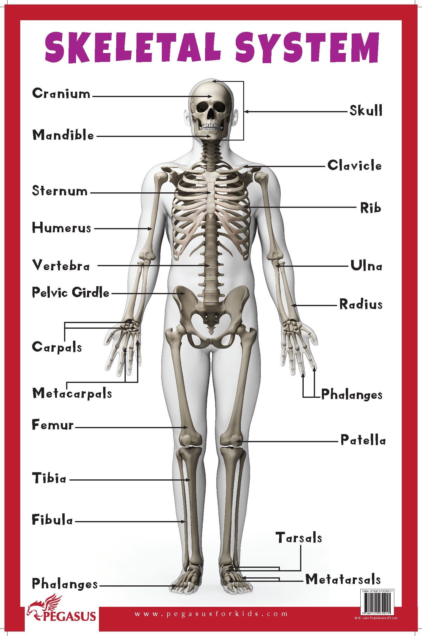 Skeletal System Educational Chart