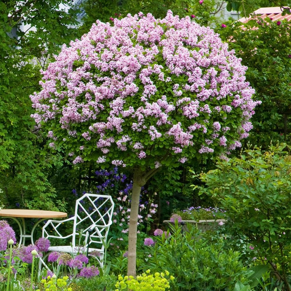 YouGarden Standard Lilac Tree Syringa 'Palibin' 90-120cm Tall in 3 Litre Pot, Potted Trees & Shrubs for Gardens or Patios, Supplied as 1 x Standard Lilac Tree in 3L Pot