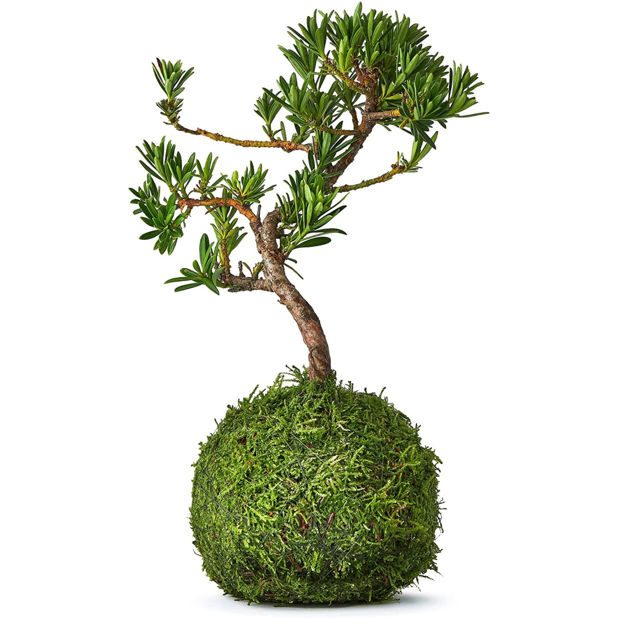 Tranquil Plants Home Decor Bonsai Tree Indoor Plant | Pine Kokedama House Plant with Fertilized Green Moss Ball | Exquisite Indoor Bonsai Plant - Gardening and Gifts -10 Years 30cm (Plant Only)