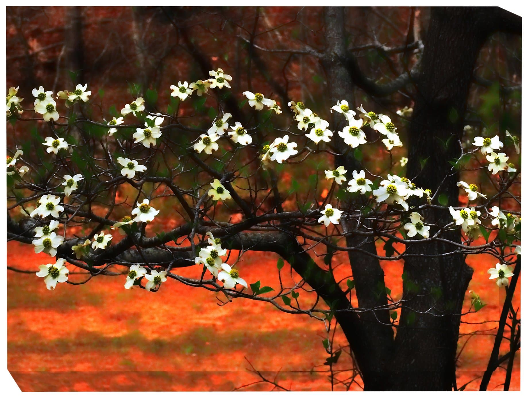 West of the Wind All-Weather Art Print, 30 by 40-Inch, Dogwood at Sunset