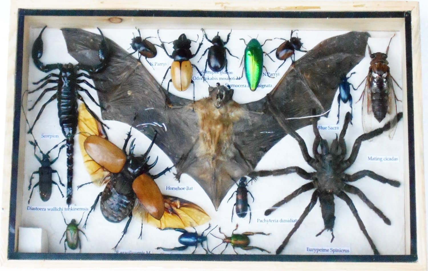 REAL Multiple INSECTS BEETLES Spider Bat Scorpion Collection Taxidermy display in Wooden Box