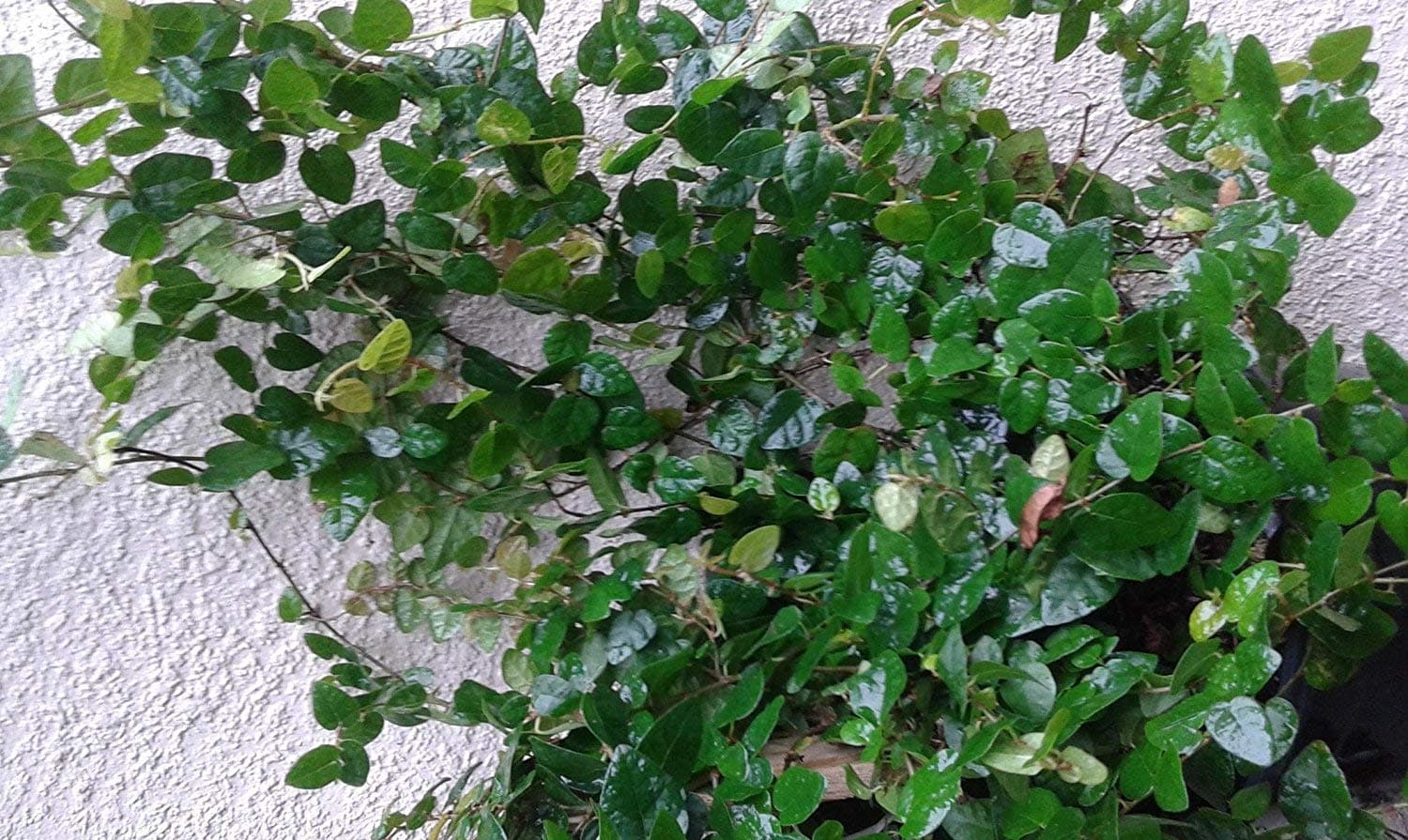 Ficus Pumila Creeping Fig, Wall Climber, Lot of 2 Starter Plants