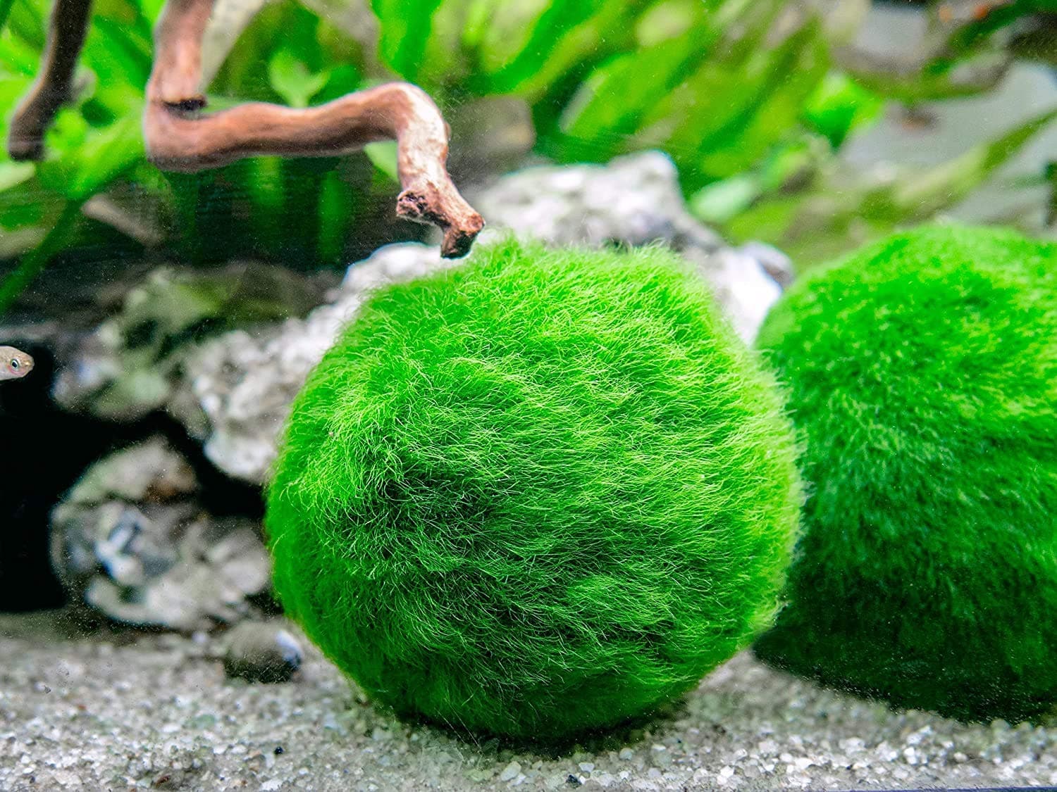 Marimos Ball Variety Pack - Size 3CM Premium Marimo - The World's Simplest Living Aquarium Plant - Moss Balls Green Algae Aquatic Plant Aquarium Fish Shrimp Tank Ornament Decoration