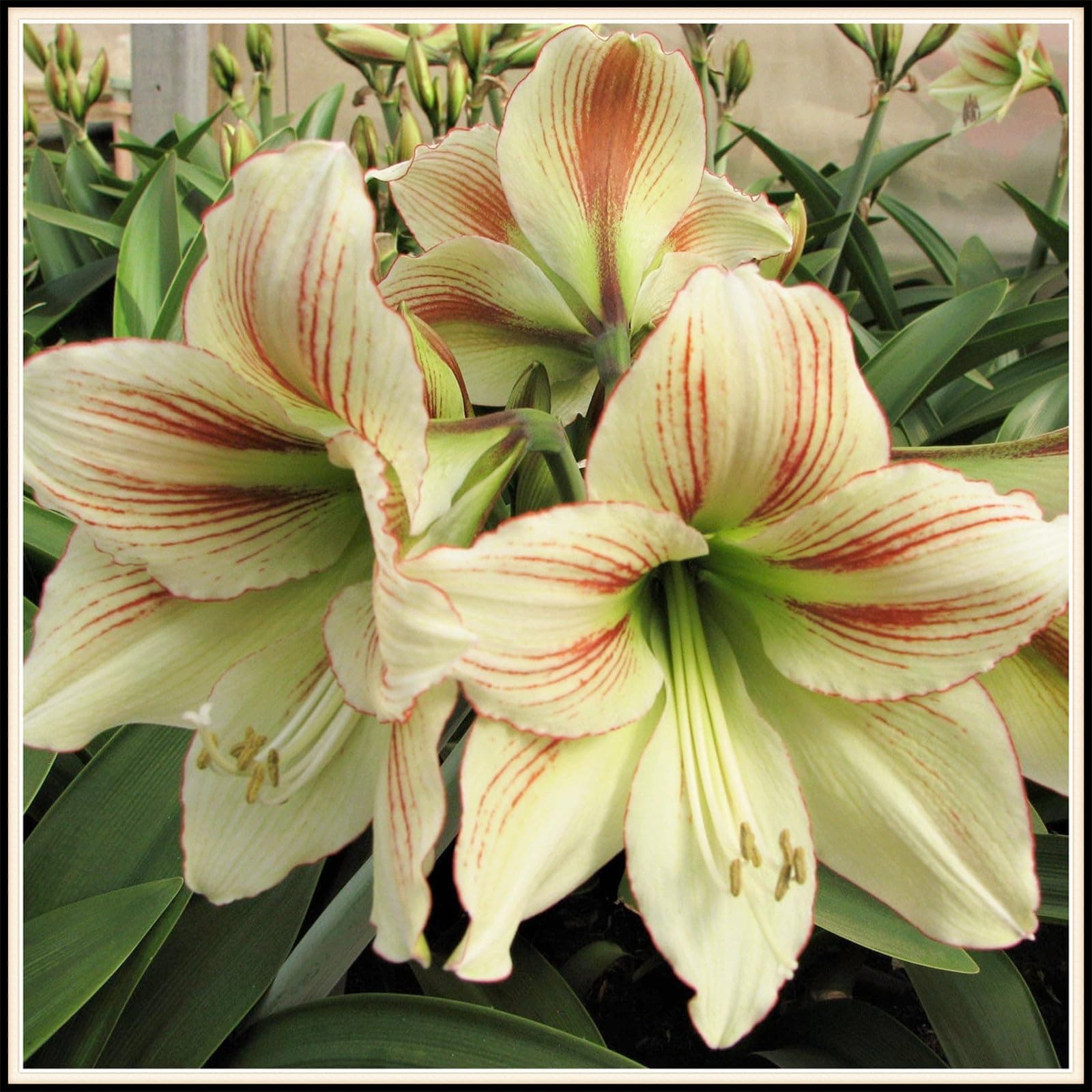 Ornaments Amaryllis Bulk Enjoyable Balcony Decoration,Fast Grow-3bulbs-L