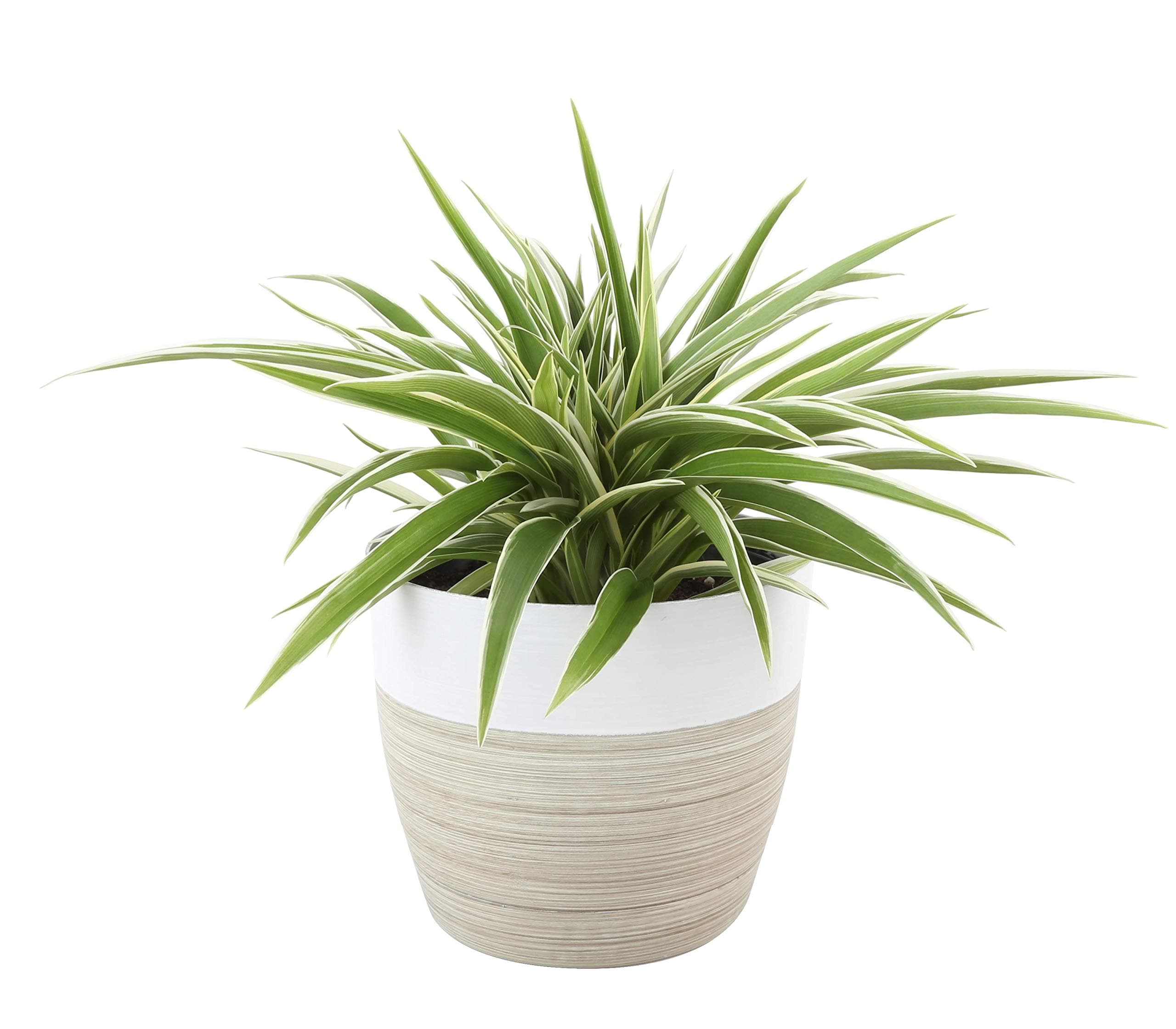 Costa Farms Chlorophytum comosum Spider Live Indoor Plant, 10-Inches Tall, Ships in White-Natural Décor Planter