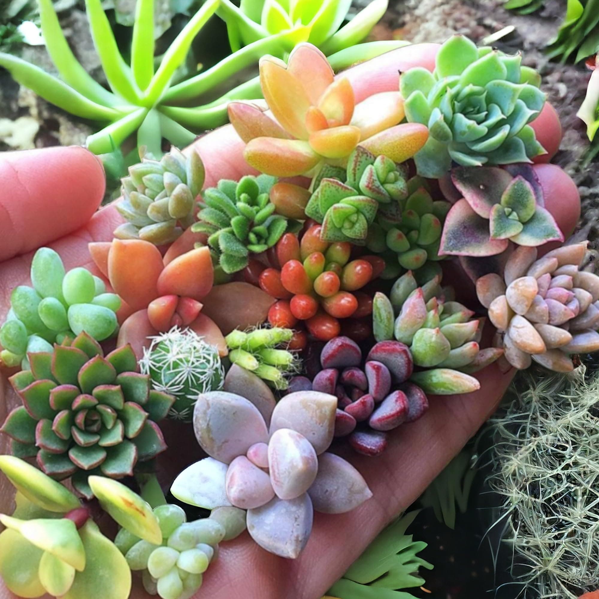 200pcs Rare Mixed Succulent Seeds - Beautiful and Colorful Collection for Indoor and Outdoor Gardens