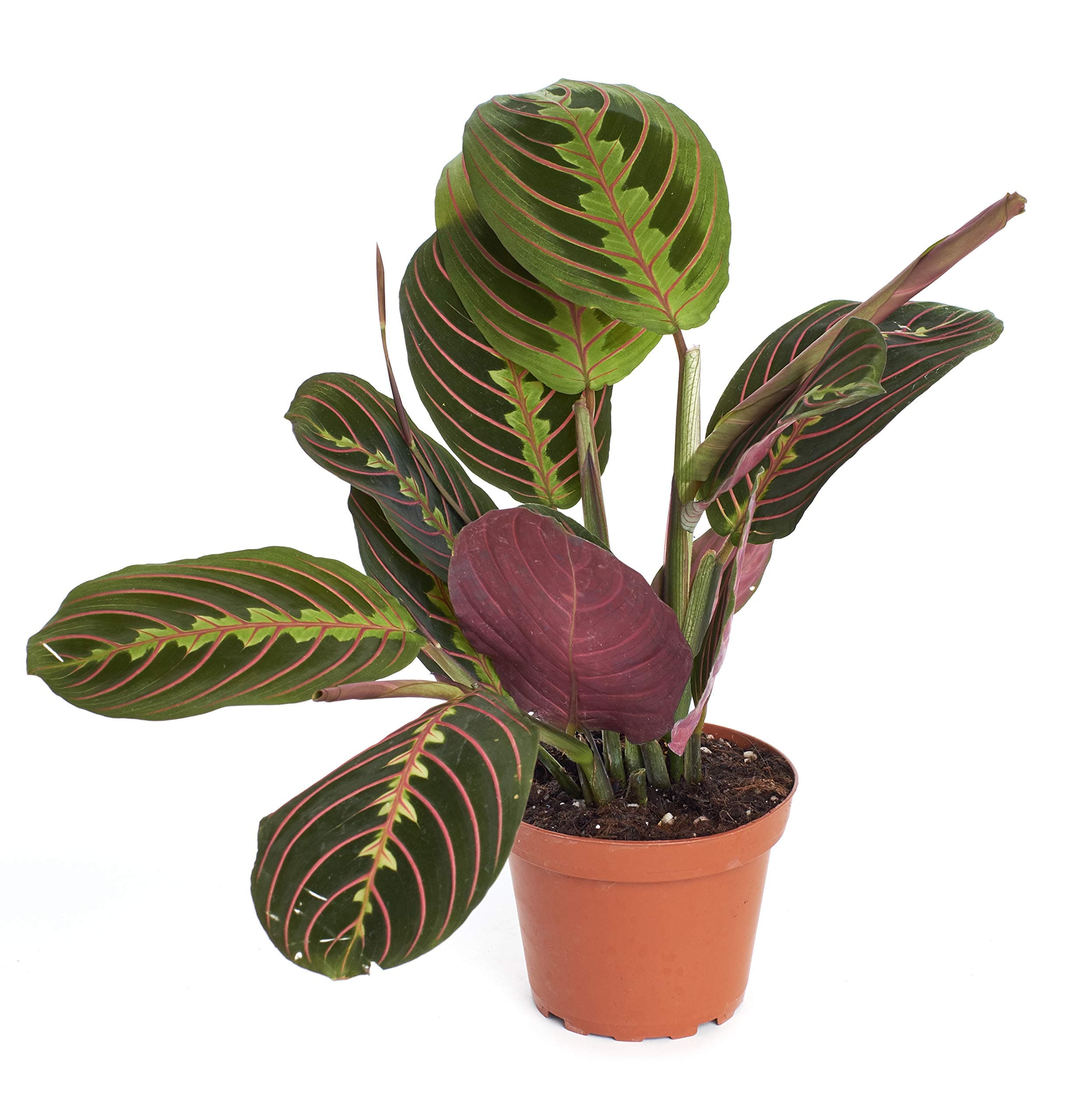 Shop Succulents Maranta Red, 4" Grower Pot, Prayer Plant