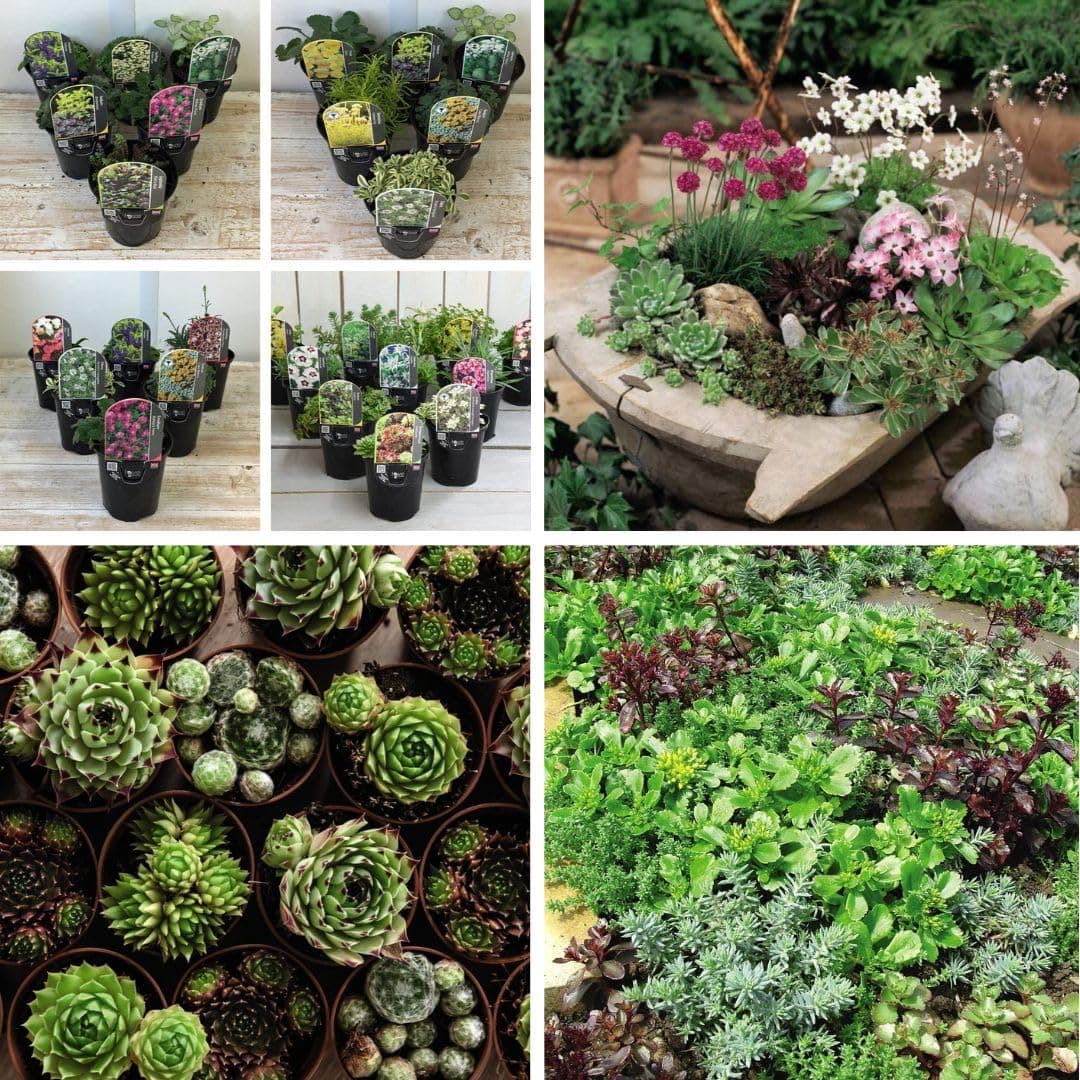 Pack of 12 Mixed Rockery Plants in 9cm Pots - Alpine Perennial Collection