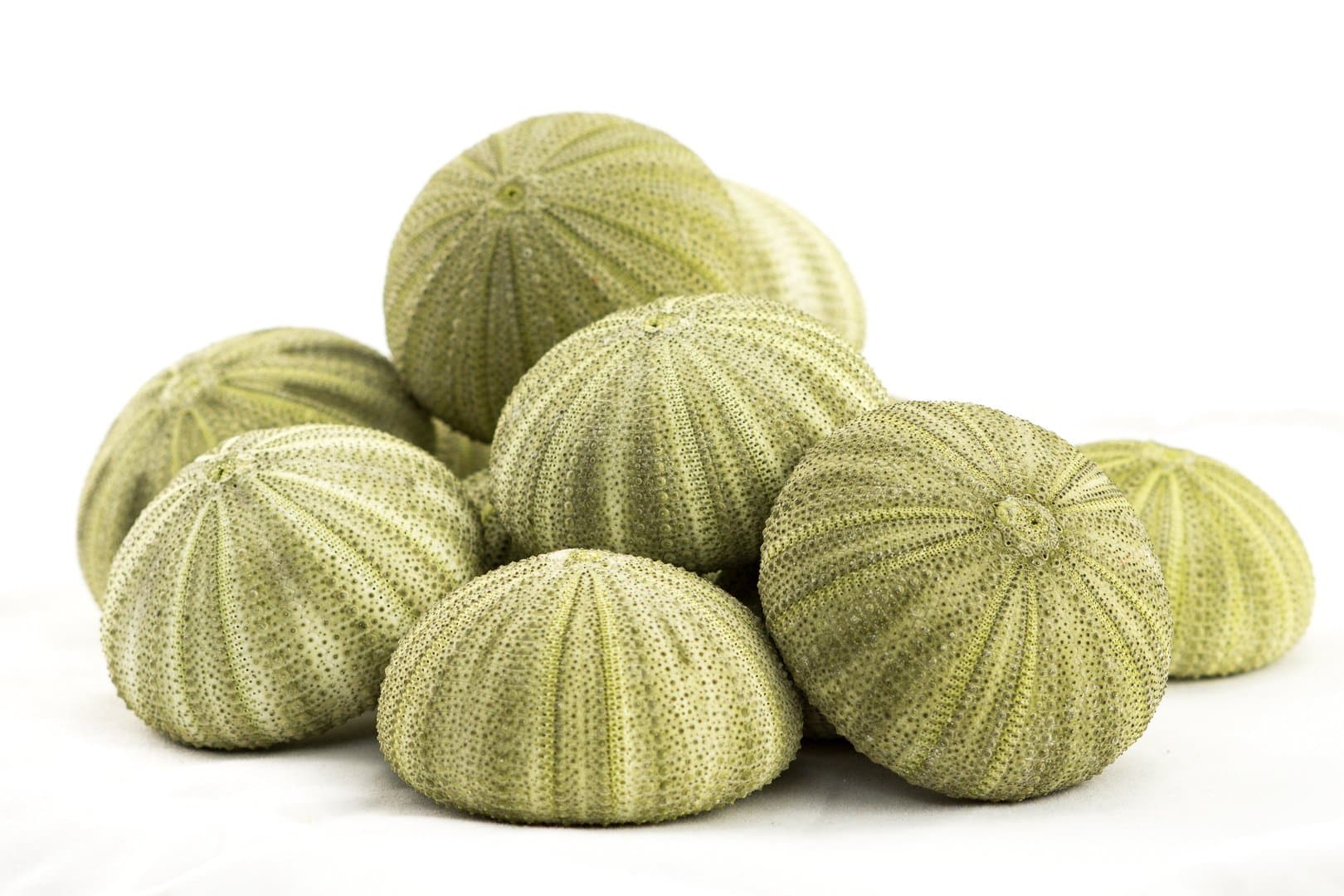 Sea Urchins Shells for Air Plants - 12 Green (1.75-2.5") Sea Urchin Shells - Hanging Air Plant Holder - Air Plants Live Holders - Air Plant Pot - No Plants Included