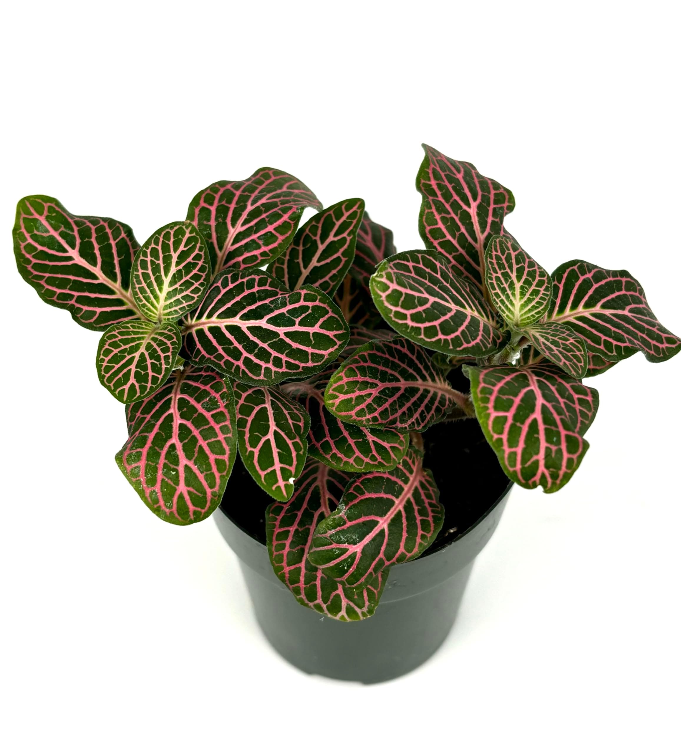 Fittonia Pink Nerve Plant Live Potted Houseplants Air Purifying, 2.5" Pot