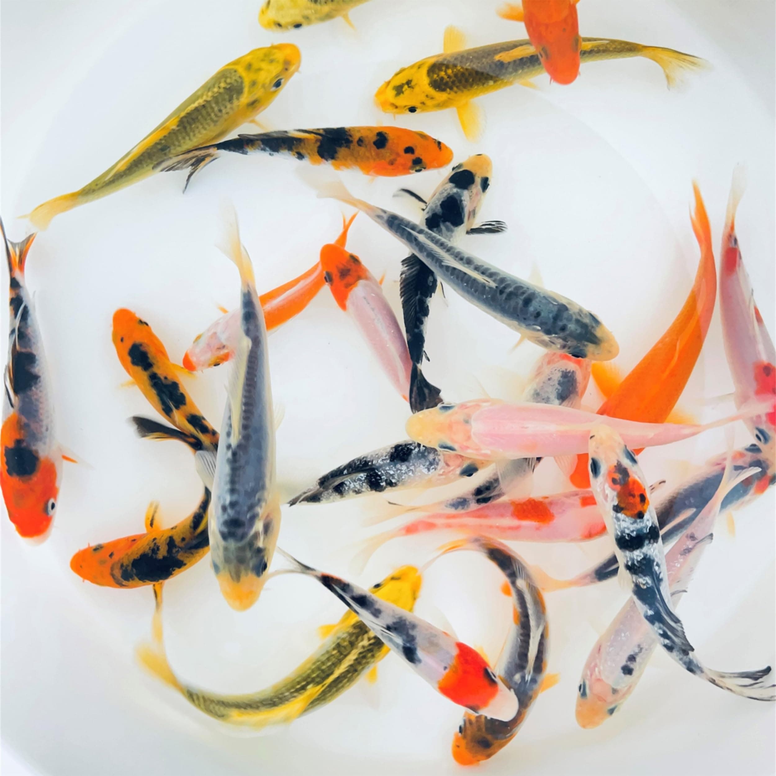 Toledo Goldfish Standard Fin Koi, Variety of Colors and Patterns - Beautiful Live Fish Perfect for Ponds, Tanks, and Aquariums - 4-5 Inches, 3 Count