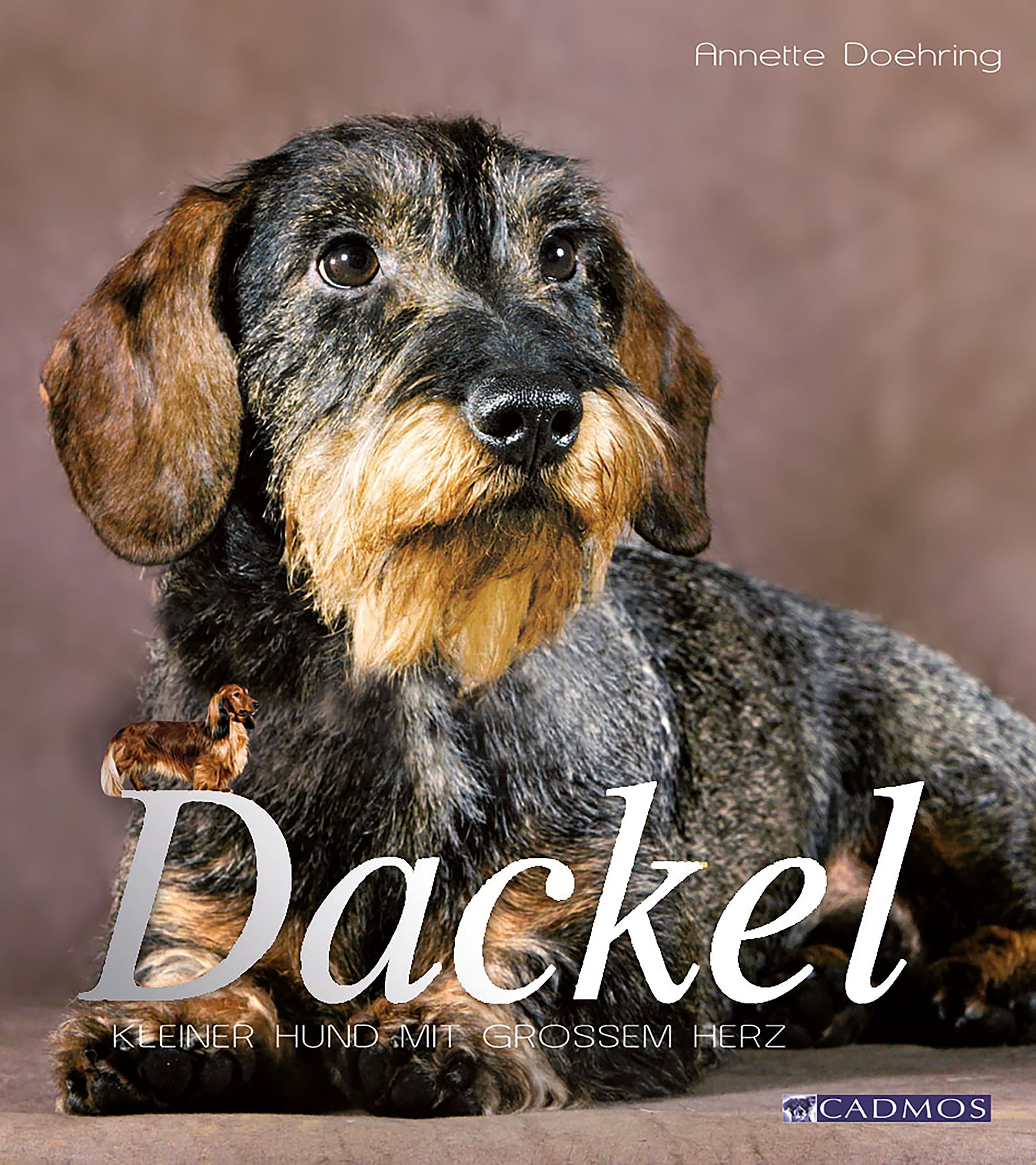 Dackel: Kleiner Hund mit großem Herz (Hunderassen) (German Edition)