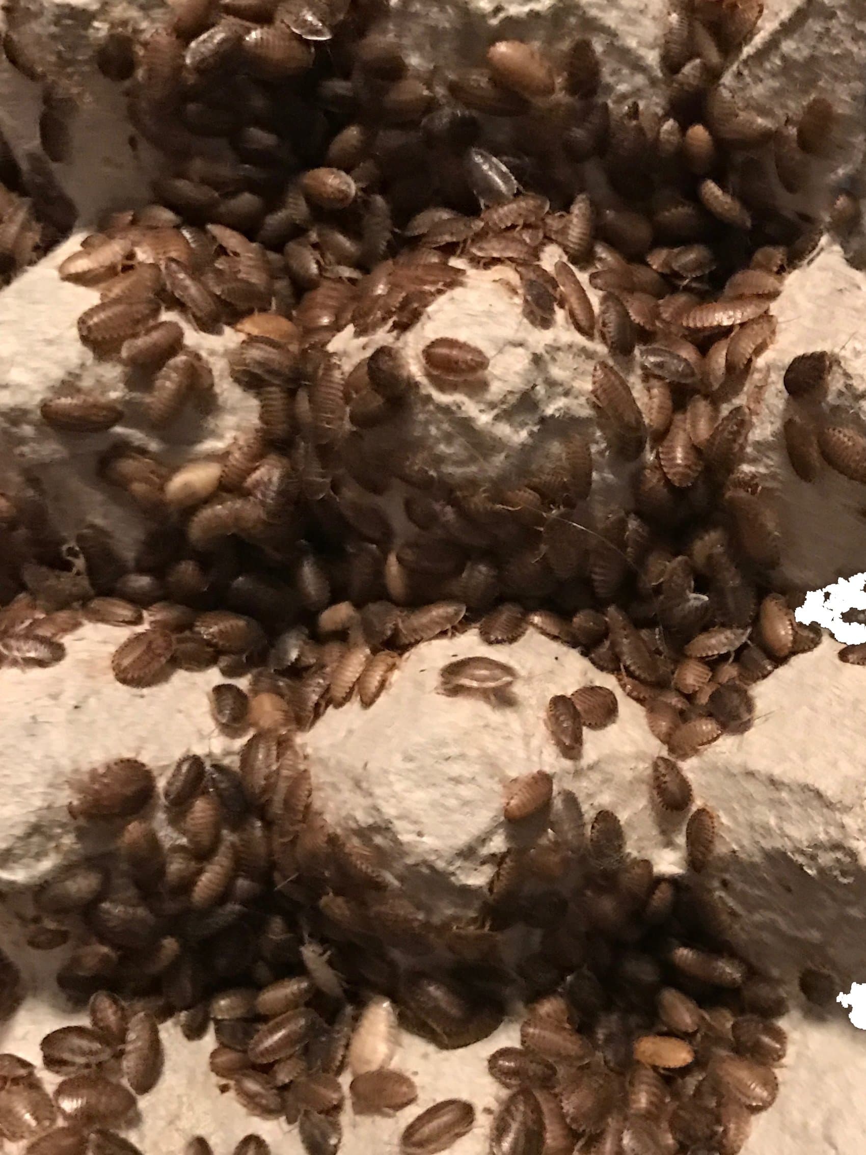 100 Small Dubia Roaches by DBDPet | Live Arrival Guaranteed | Shipped in Cloth Bags