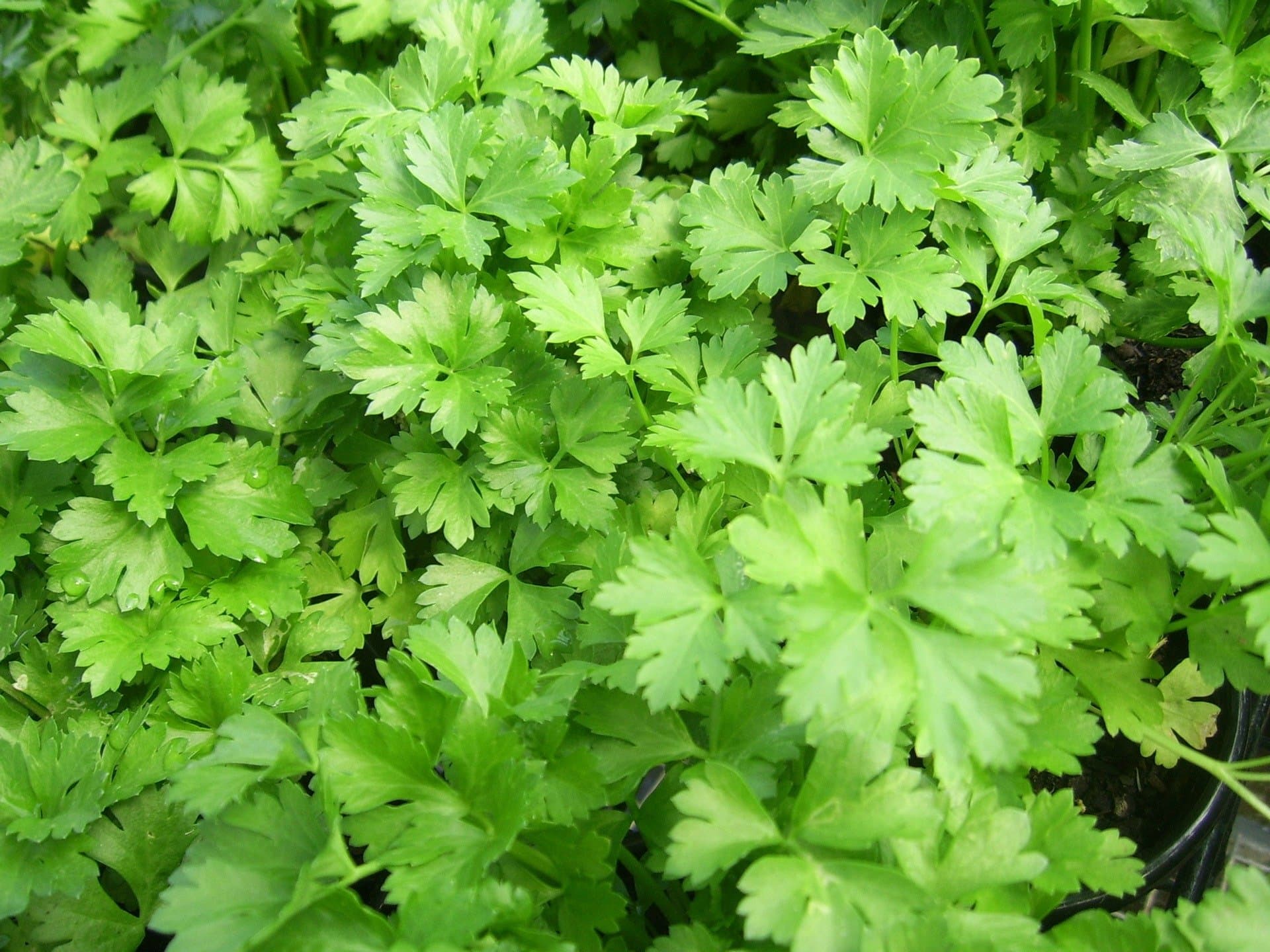 Coriander Seeds - Desi Variety (Pack of 200 Seeds)