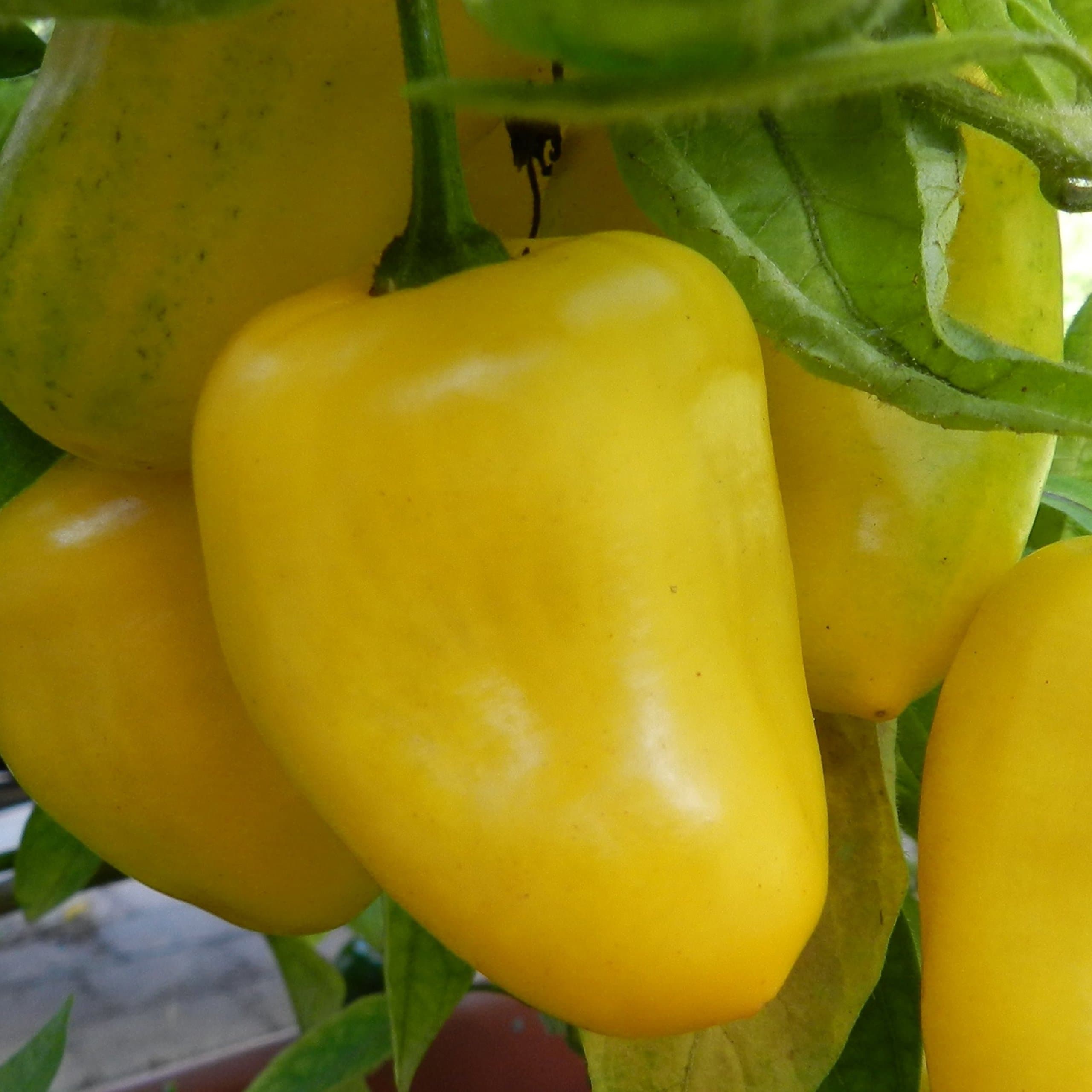 Wayland Chiles Manzano Chile (Yellow)