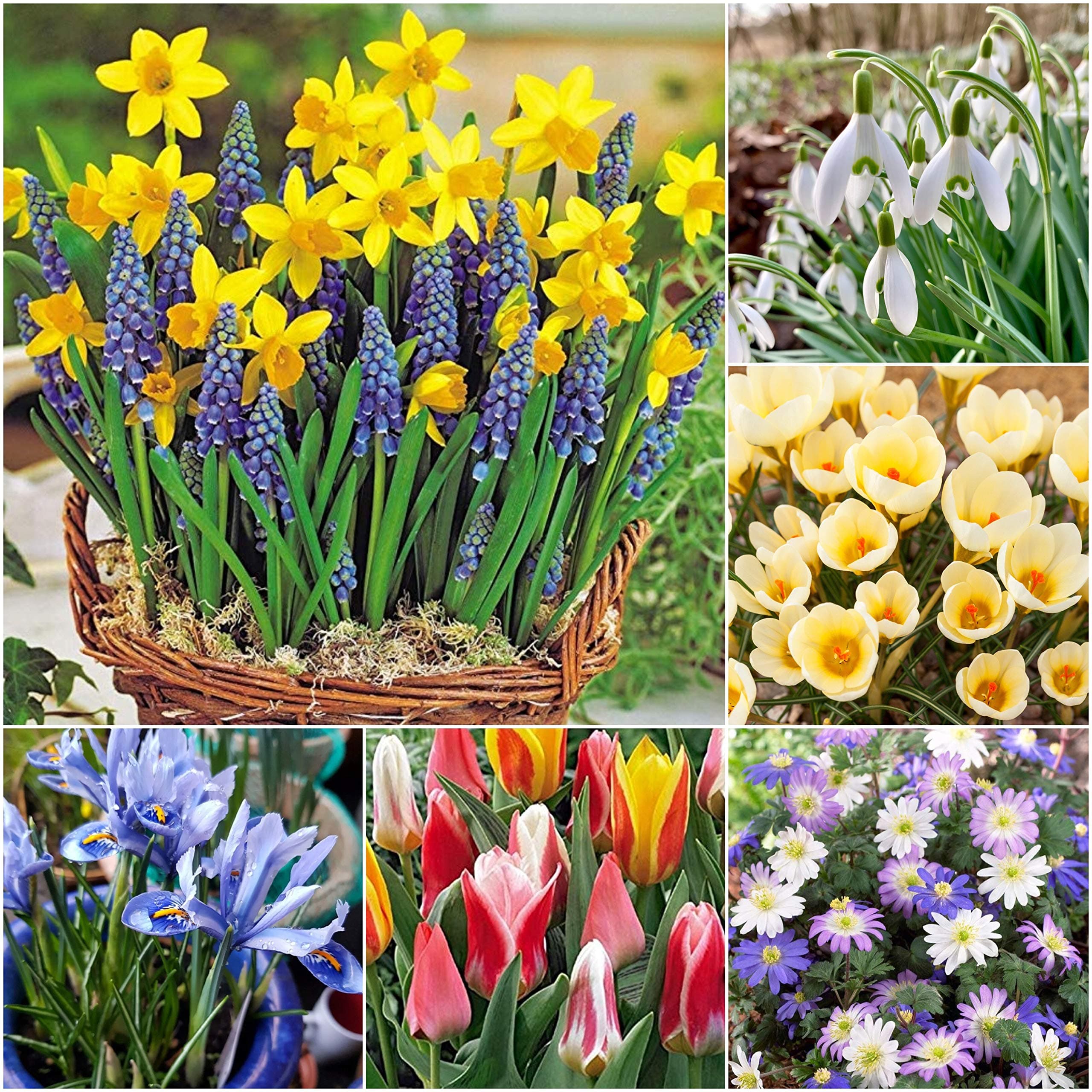 Woodland bulbs® 100 x Dwarf Rockery Traditional Mixed Spring Flowering Bulbs - Snowdrops & Crocus, Daffodil-Narcissus & Tulips, Anemones & Iris - Perfect for Bees - Free UK P&P