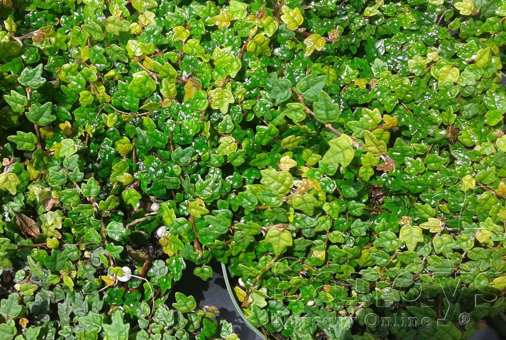 Ficus Pumila Quercifolia, Mini Oak Leaf Creeping Fig, Lot of 2 Starter Plants