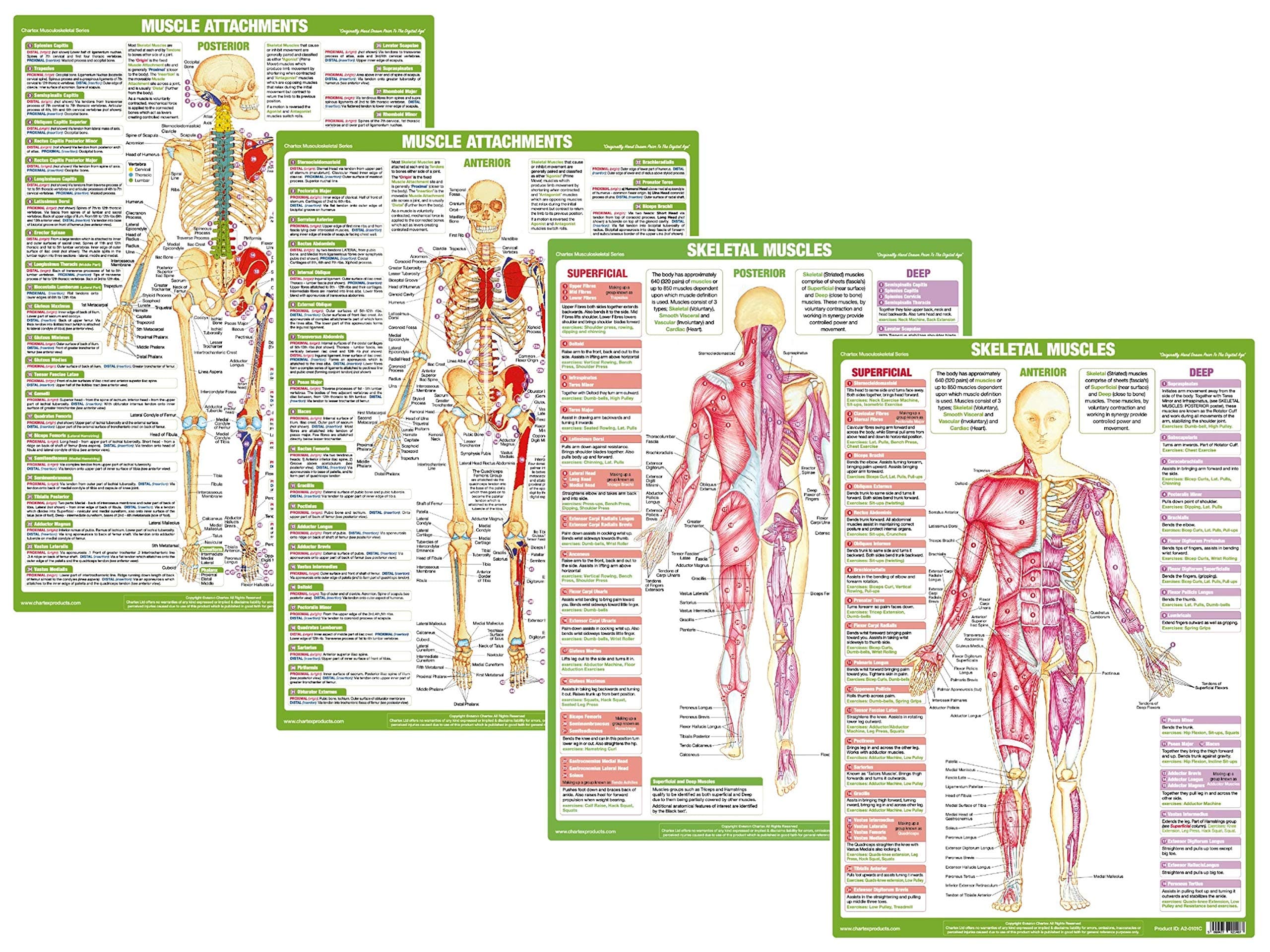 Muscle Anatomy Charts illustrating Superficial and Deep Muscles, Human Anatomy Posters