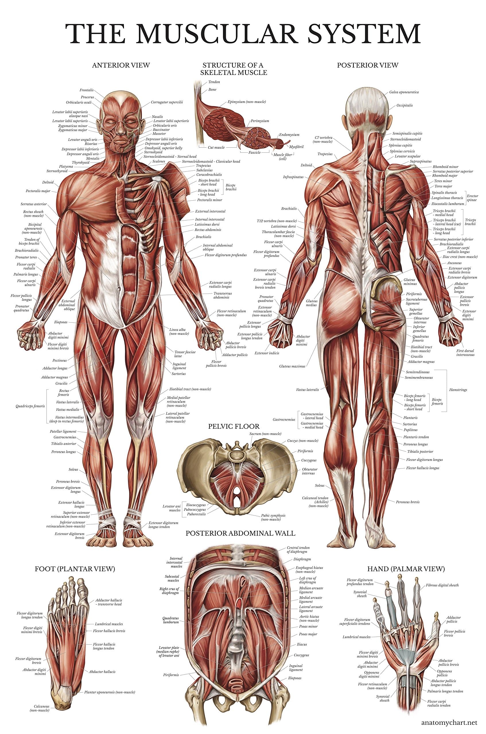 Muscular System Anatomical Poster - Laminated - Muscle Anatomy Chart - Double Sided (18 x 27)