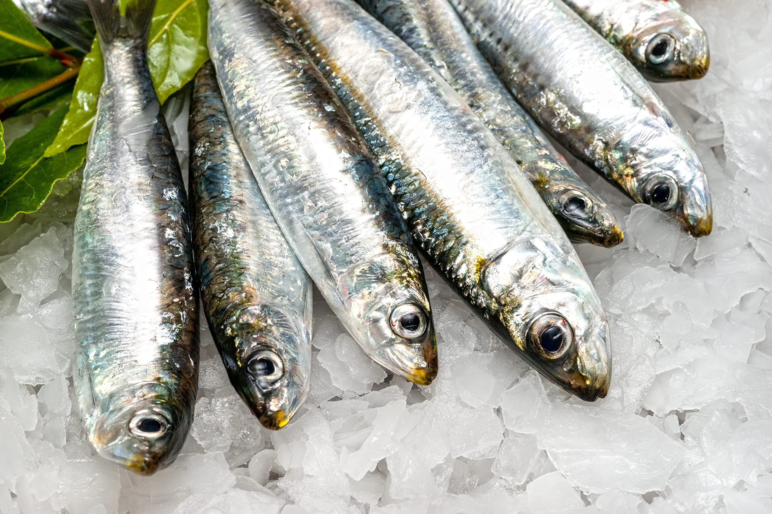 Fresh Wild-Caught Spanish Sardines | 2 lbs | Premium Whole Seafood | Gourmet Quality | Gluten-Free | All Fresh