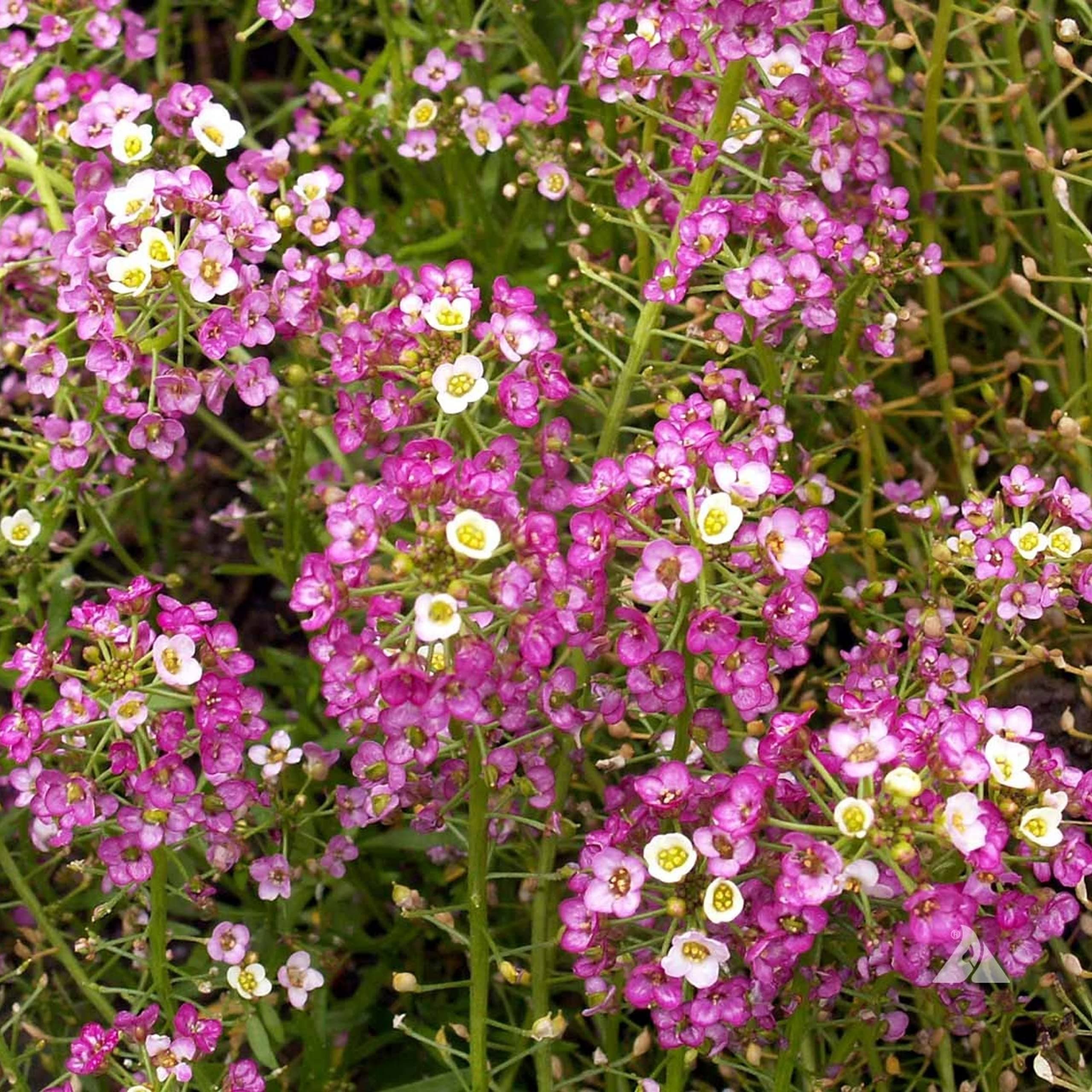 "Live Green Scented Sweet Alyssum Pink Flower Seeds Variety - Rosie O'Day Imported seeds Best for Home Gardening - Pack of 50 Seeds "