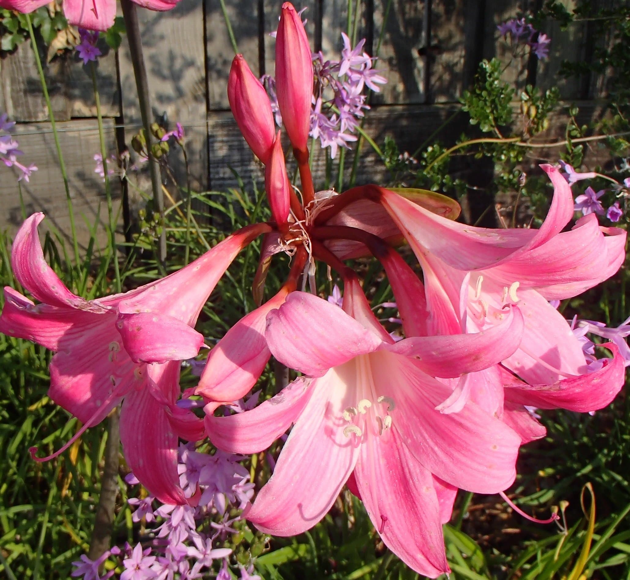 Shrubland Park Nurseries 3x Amaryllis belladonna (Belladonna Lily, Hardy Amaryllis) BULBS (Size 20+)