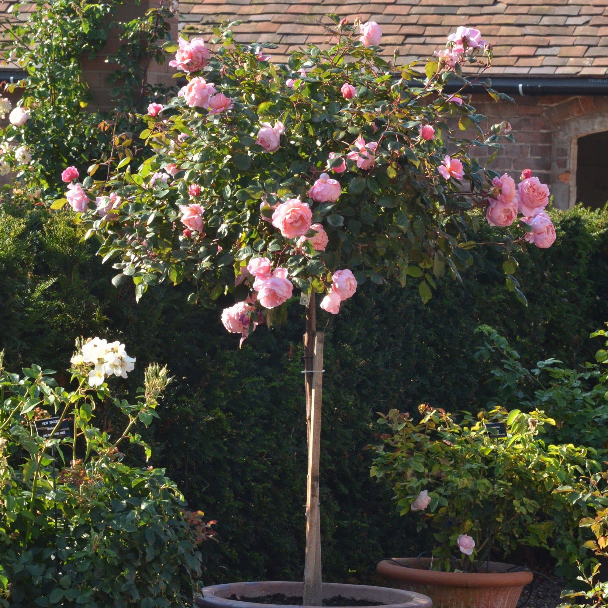 Rare Grafted English Tree Rose Plant Brother CADFAEL Pink Color 1 Healthy Live Plant