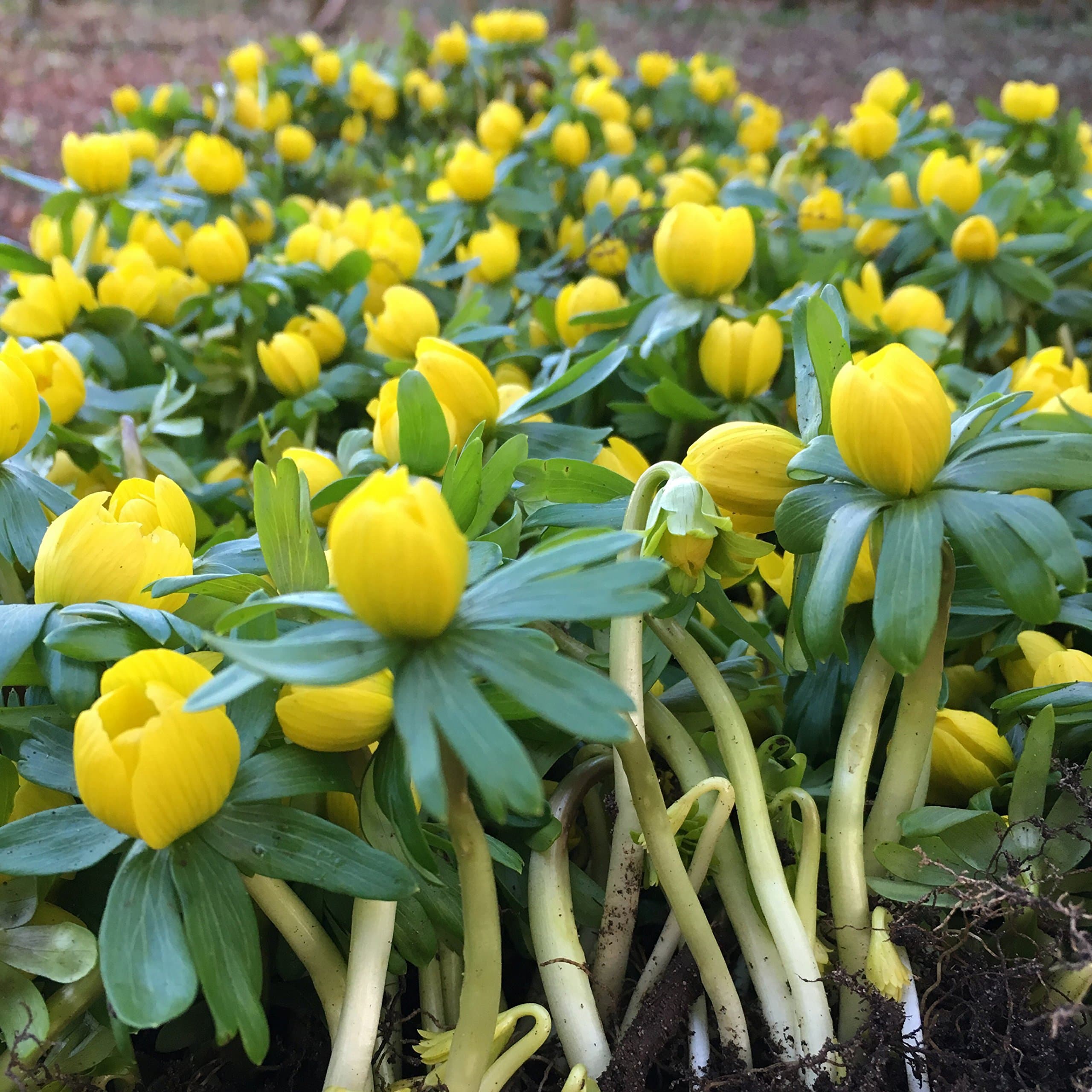 50 ENGLISH WOODLAND ACONITES | Top Quality Freshly-Lifted, Fresh In The Green (Actively Growing In Flower Ready To Plant) FREE P&P