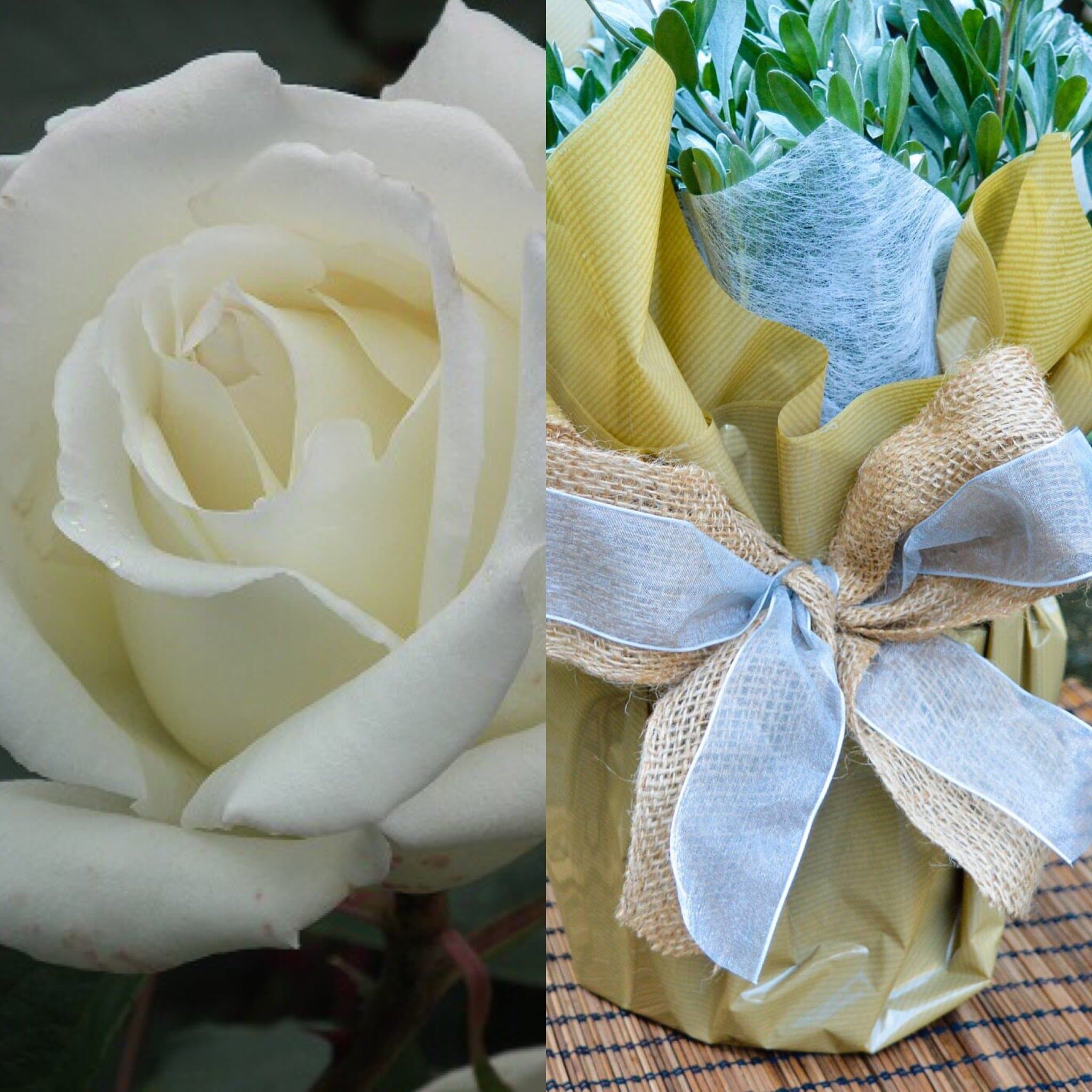 Silver Wedding Rose -Silver Wedding Anniversary Gift Rose - Gift Wrapped 25th Anniversary Plant