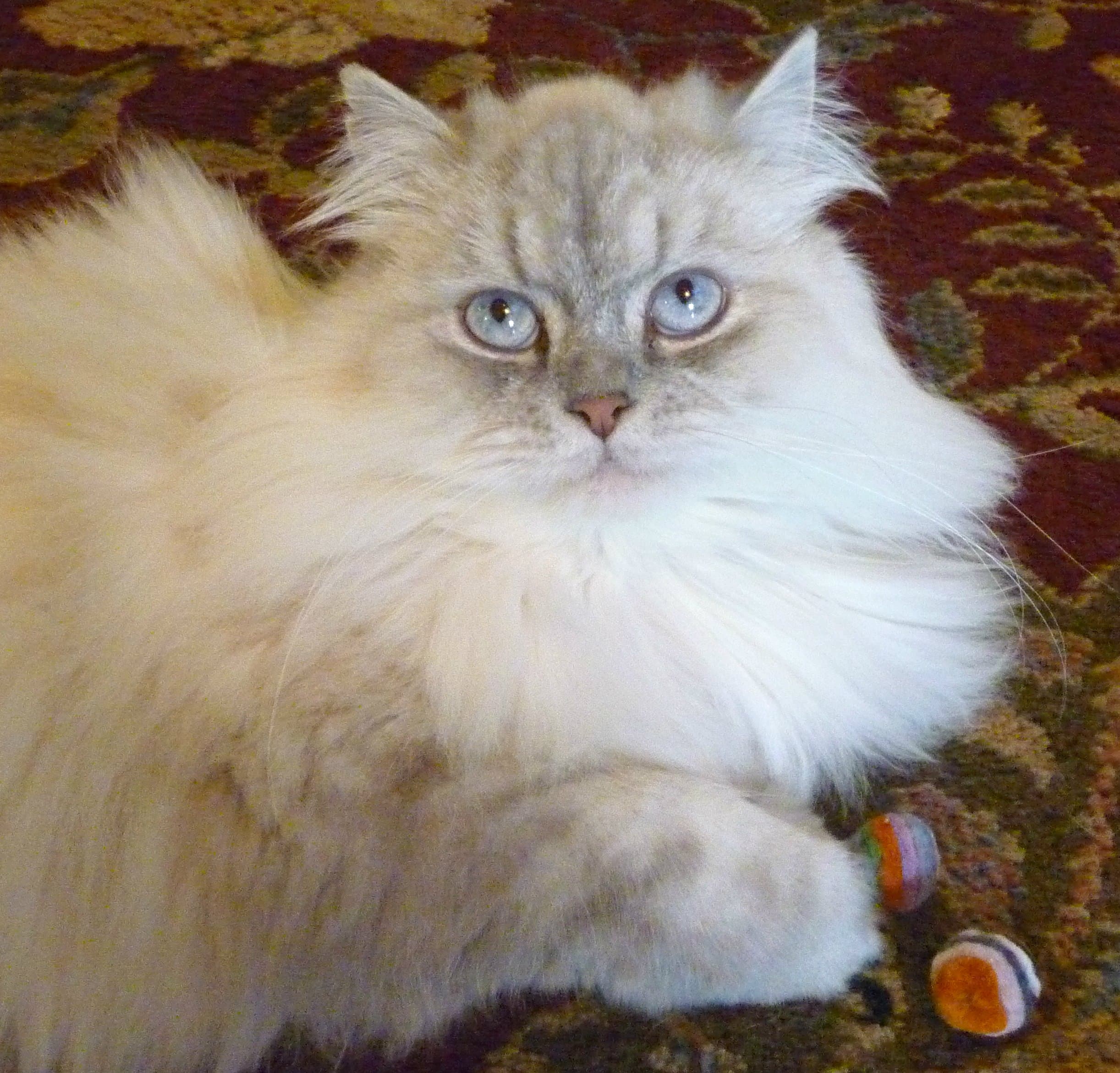 Earthtone Solutions Wool Felt Ball Toys for Cats and Kittens, Adorable Small Soft 2cm Felted Fabric Cat Toy Balls, Unique Handmade Natural, Perfect Cat Lover Gifts, Craft Supplies, Fun Set of 10