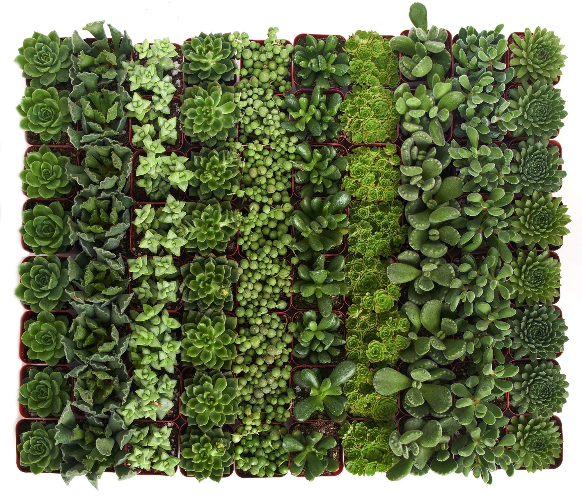 Shop Succulents Verde Succulent Plant Pack Bulk Collection - Live Mini Succulent Plants, Low Maintenance, Mix of Green Succulents & Textures - Wedding and Party Favors, Gift & Garden, Pack of 128
