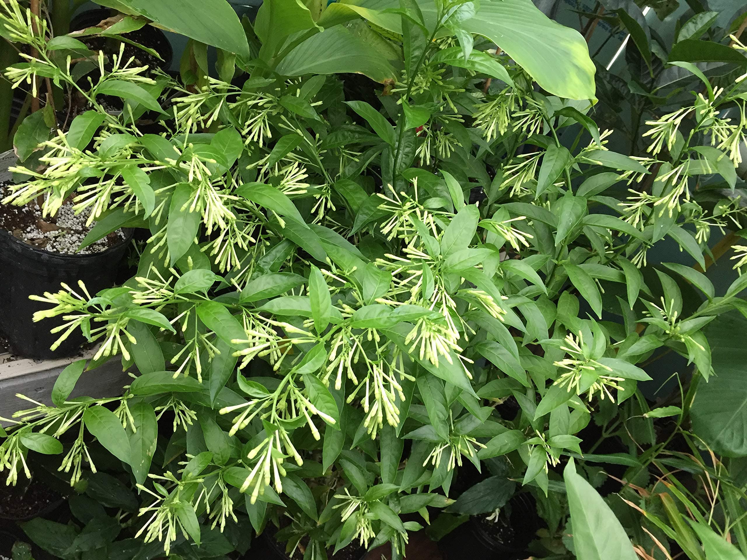 Night Blooming Jasmine Plant - Cestrum Nocturnum