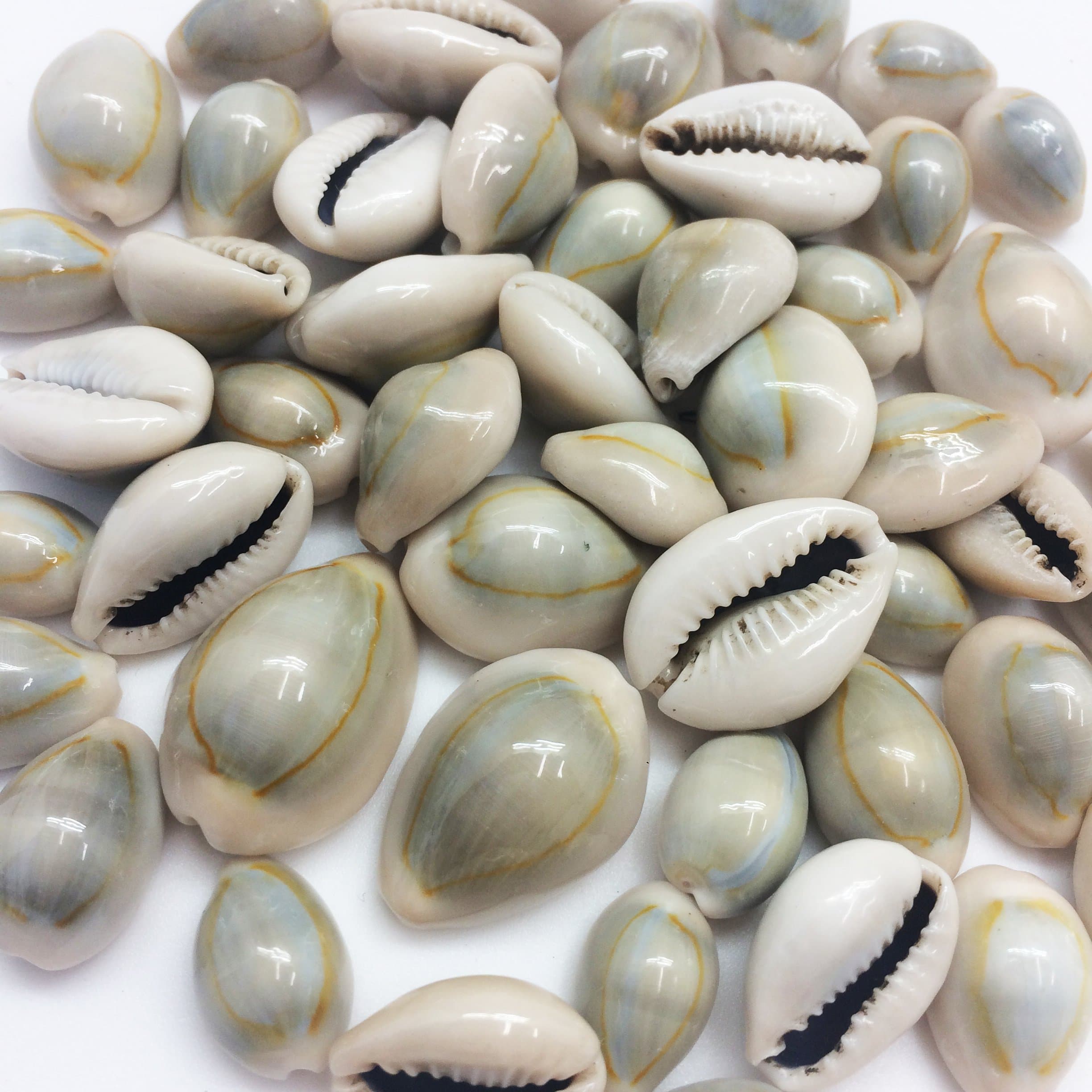 PEPPERLONELY 50PC Ring Top Cowrie Sea Shells, Gold-Ringer Cowries Shells, 1/2 Inch ~ 1 Inch