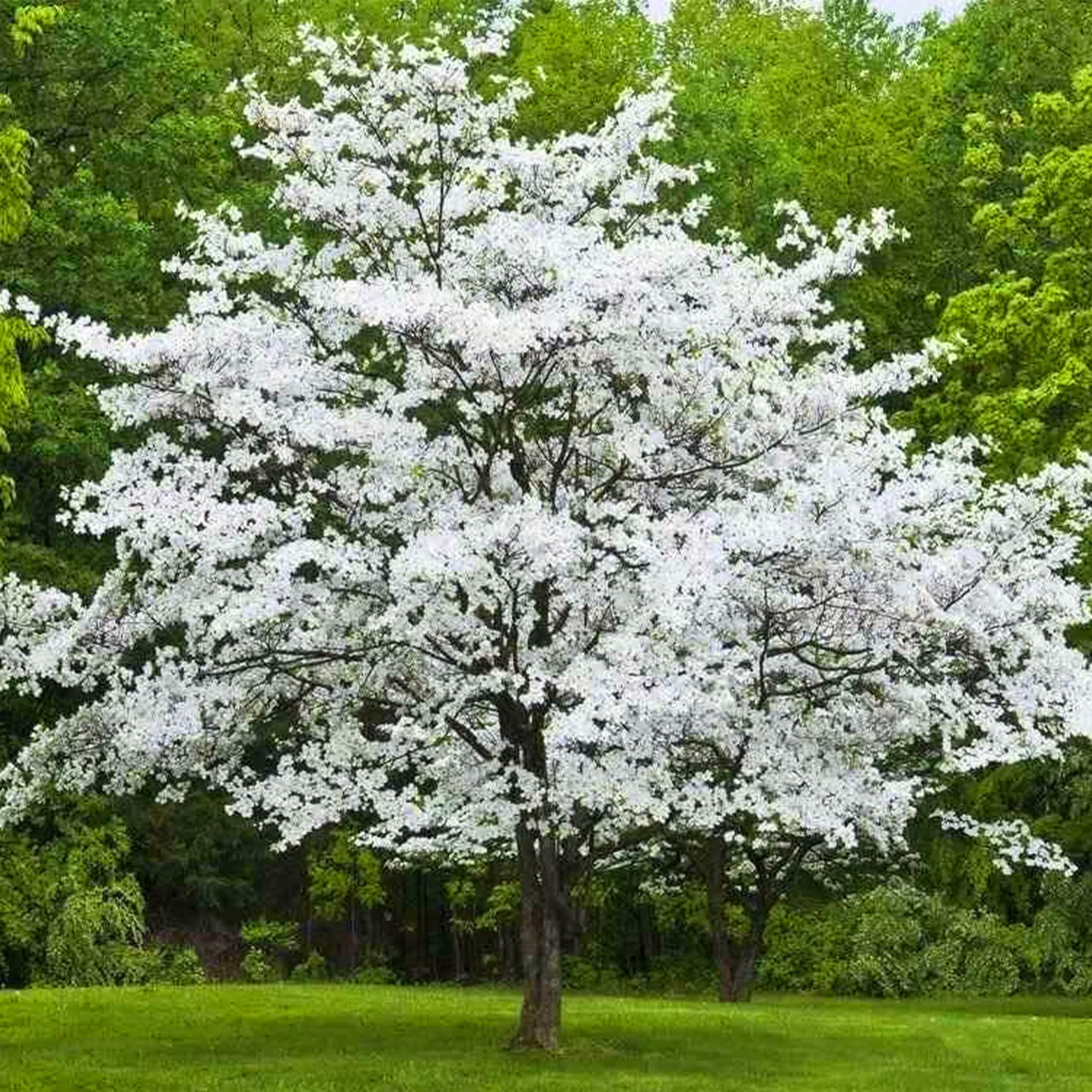 KVITER 10 White Flowering Dogwood Tree Seeds for Planting (Cornus Florida) – Eastern Flowering Dogwood – Hardy Ornamental Small Tree – Ideal Privacy Trees for Backyard, Patio & Outdoor Garden