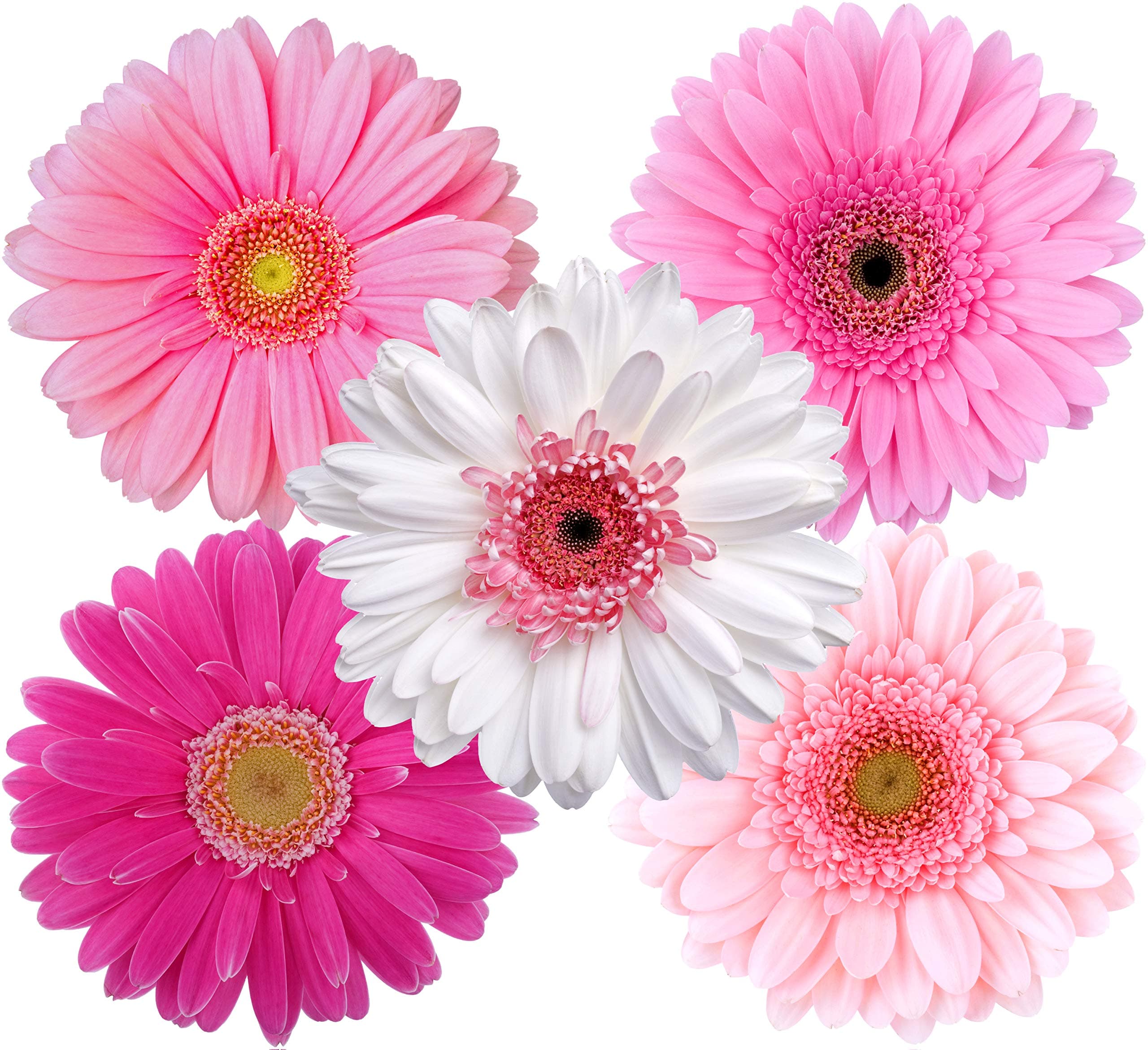 StikArtStikArt Pink Gerber Daisies and White Gerber Daisies Flower Wall Decals