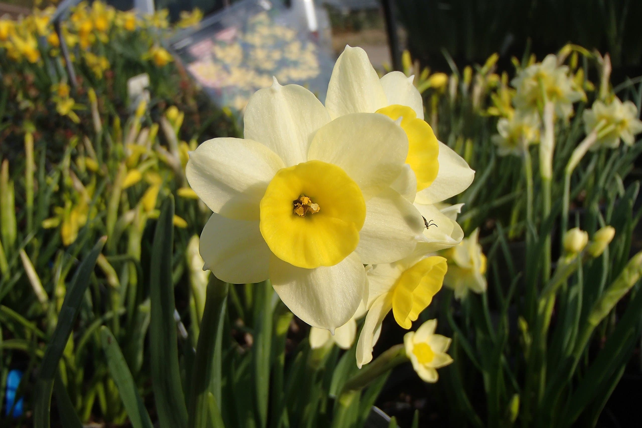 20x Narcissus tazetta 'Minnow' Bulbs (Scented Minature Daffodil)