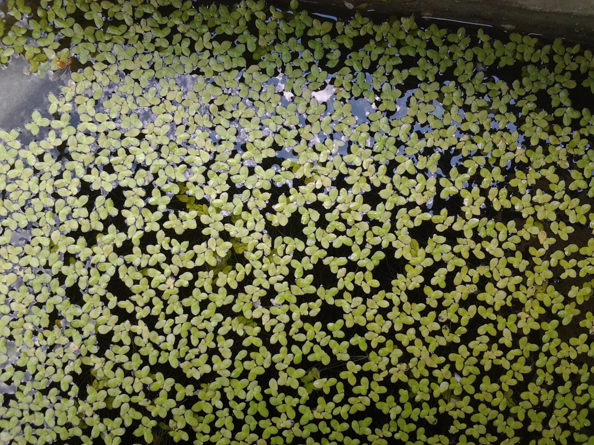 Live Duckweed 1 Cup