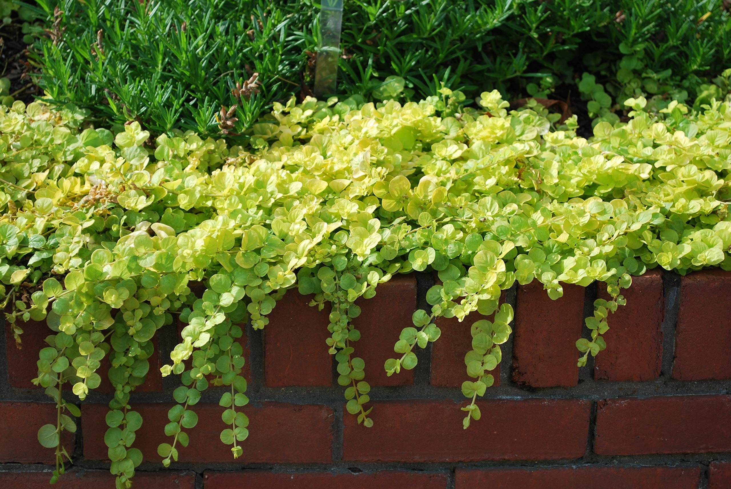 Perennial Farm Marketplace (Golden Creeping Jenny) Groundcover, 1 Quart Lysimachia nummularia 'Aurea', Gold-Leaved with Yellow Flowers