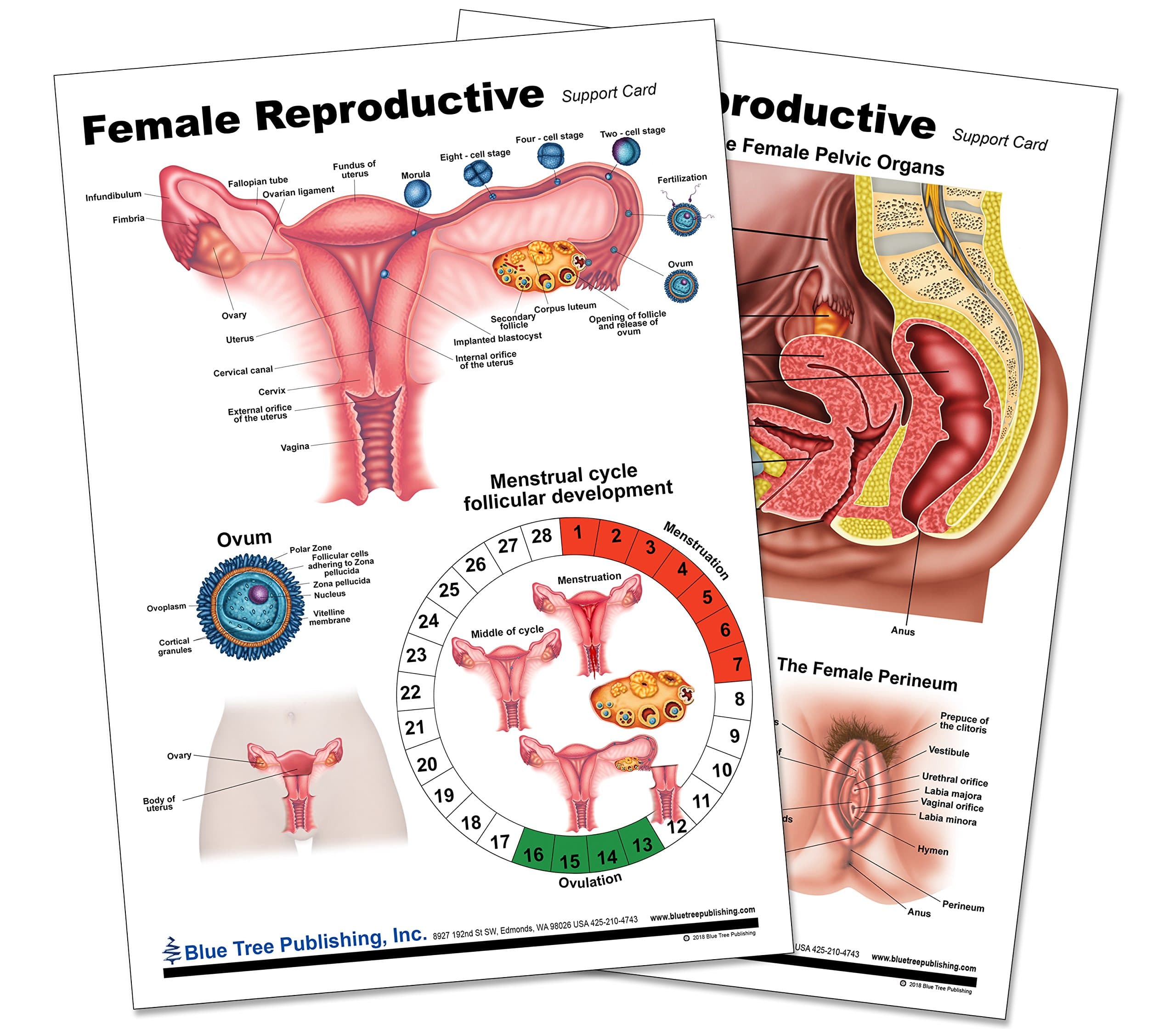 Woman,s Health (Reproductive Chart)