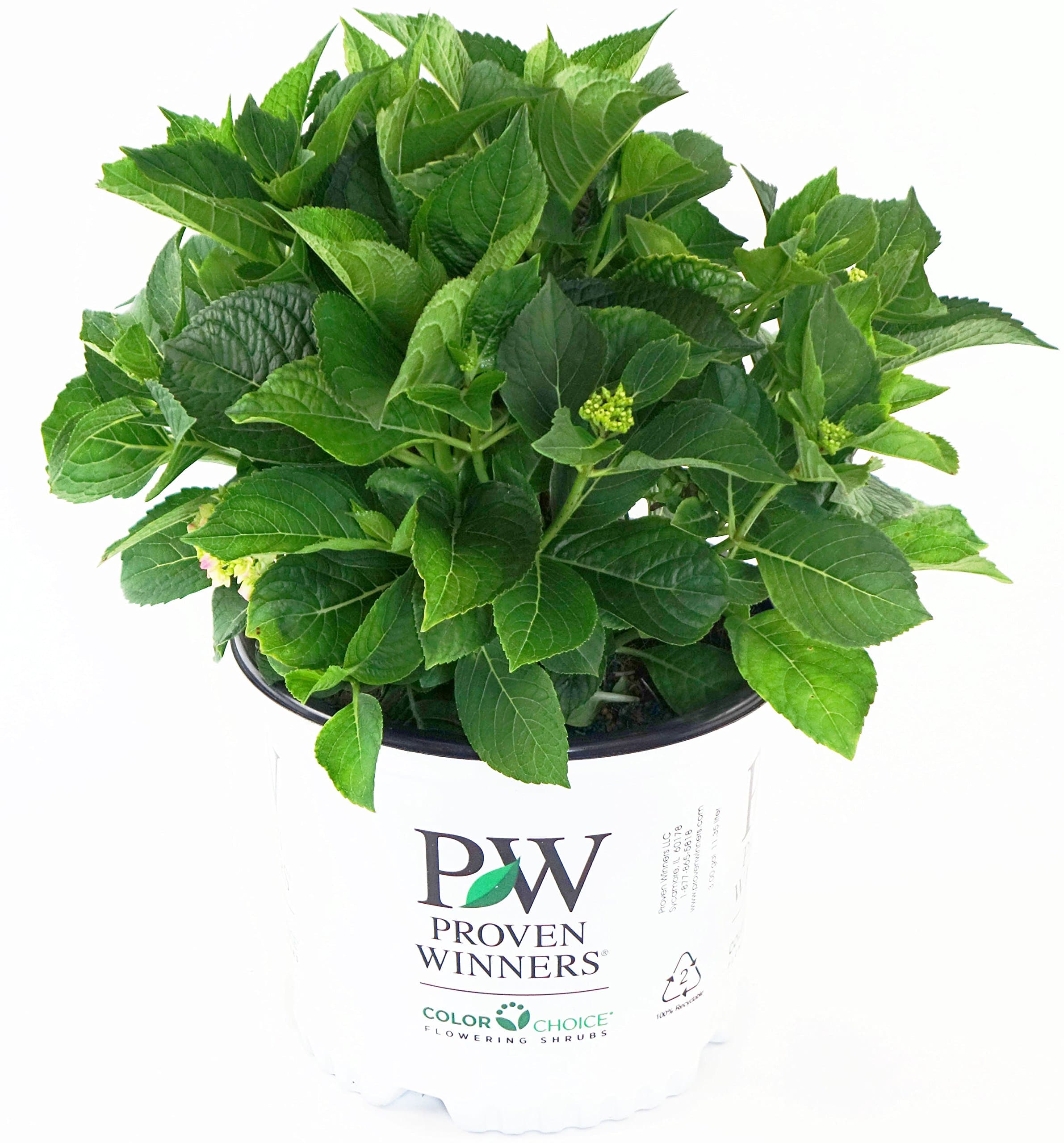 Proven Winners - Hydrangea mac. Let's Dance Blue Jangles (Reblooming hydrangea) Shrub, RB pink or blue, #3 - Size Container