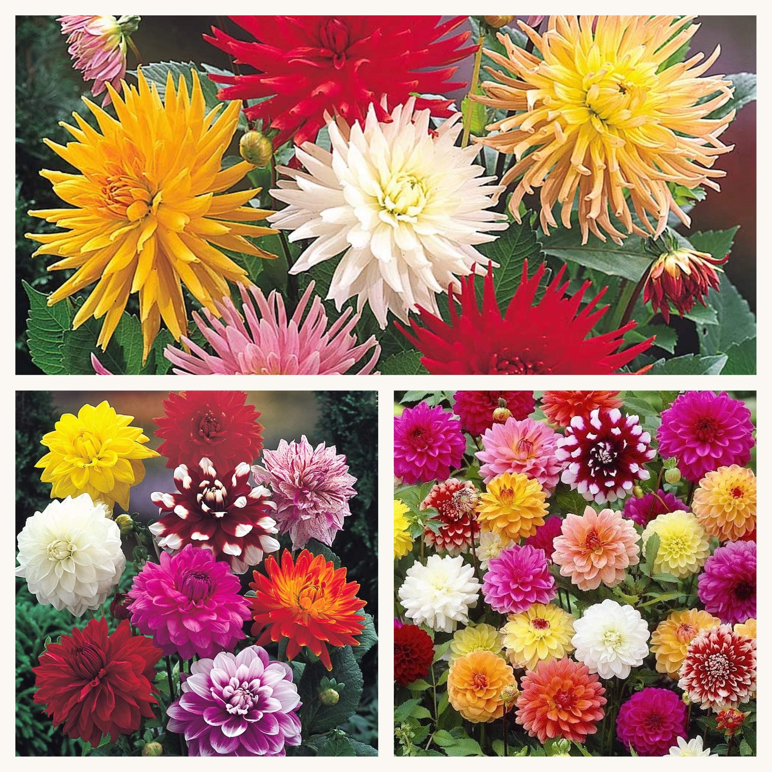 Humphreys Garden Mixed Dahlia Tubers. Mixture of Beautiful Bright Dahlias. Stunning in Summer (5) Easy to Grow