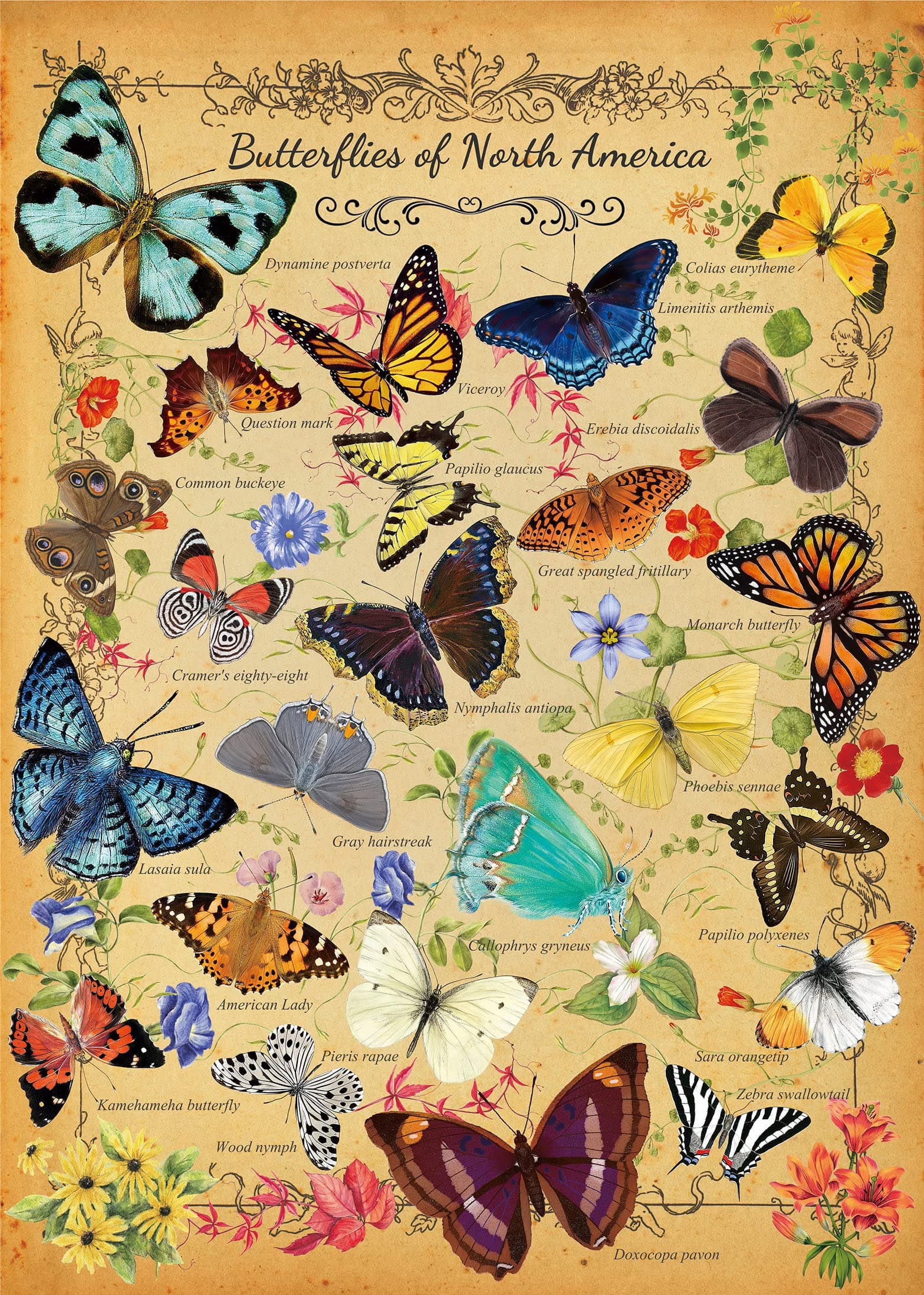 Vintage Butterfly Puzzle for Adults 1000 Piece, North America Flower Plant Butterflies Jigsaw Puzzle, Plant Puzzles for Adults