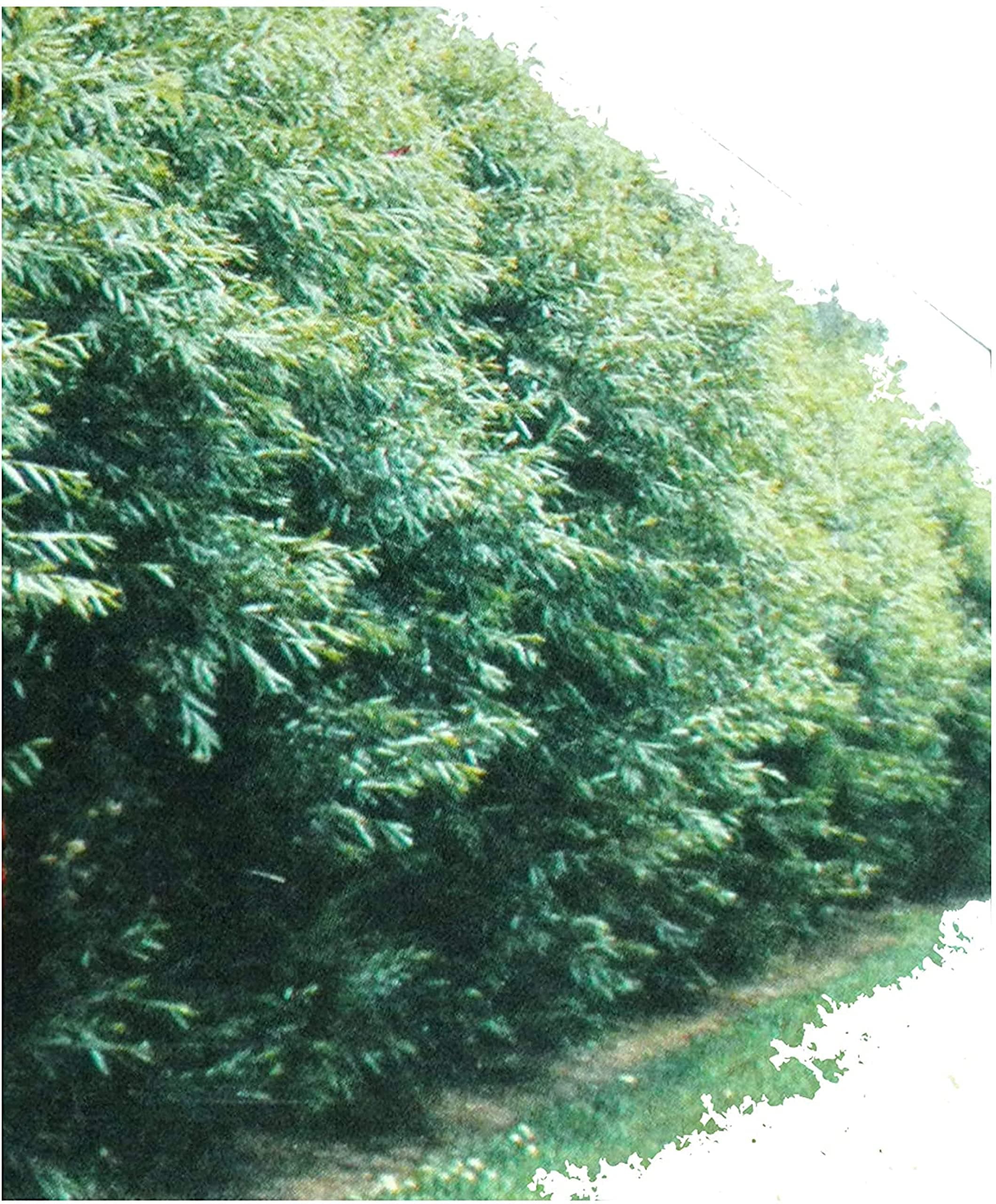 24 Hybrid Willow Trees. Austree Grows 12 Foot 1st Season. Create Instant Privacy Fence Hedge