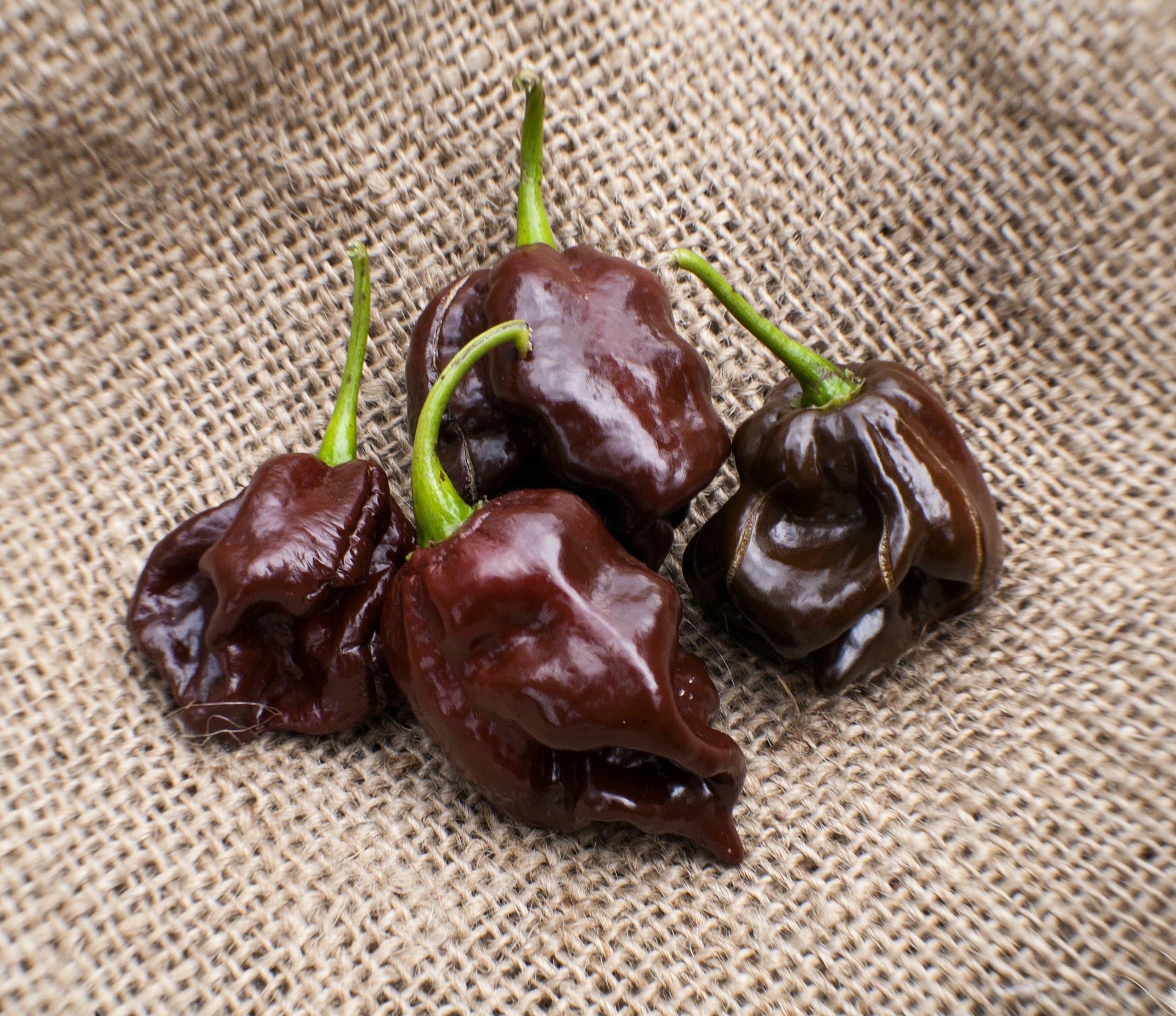 Chocolate Scotch Bonnet Heirloom Pepper Premium Seed Packet + More