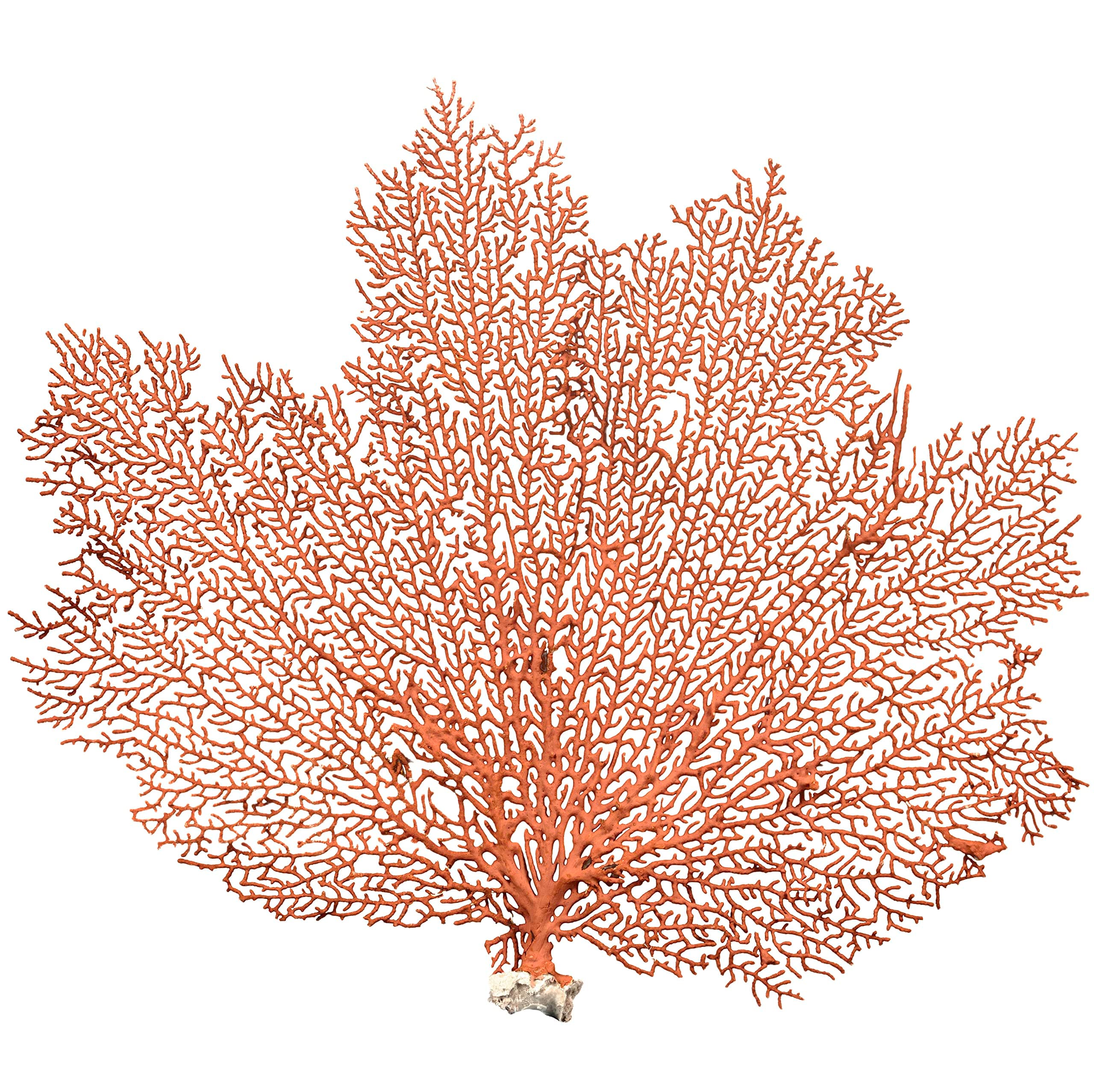 Nautical Crush Trading Orange Coral Sea Fan 7" to 10" | Natural Real Piece of Coral Sea Fan | Plus Free eBook by Joseph Rains