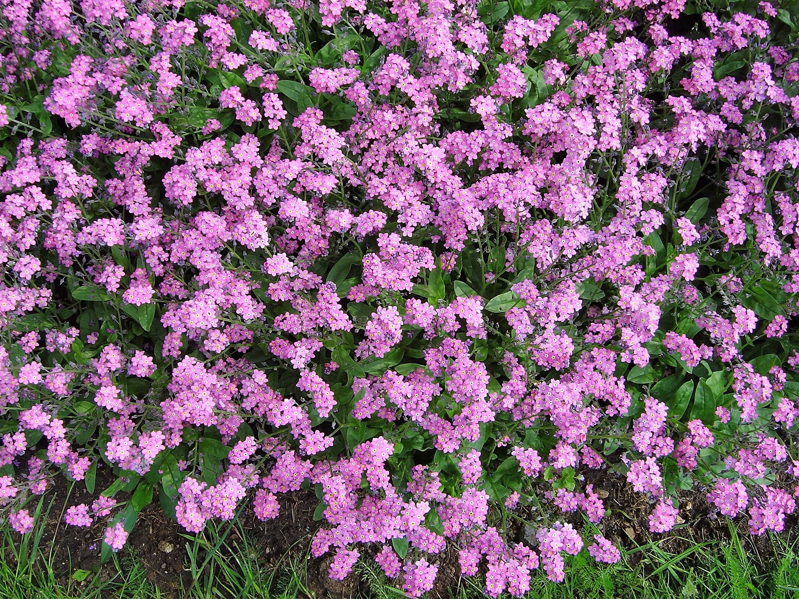 100 Victoria Pink Forget Me NOT Myosotis Sylvatica Flower (LSL) Seeds